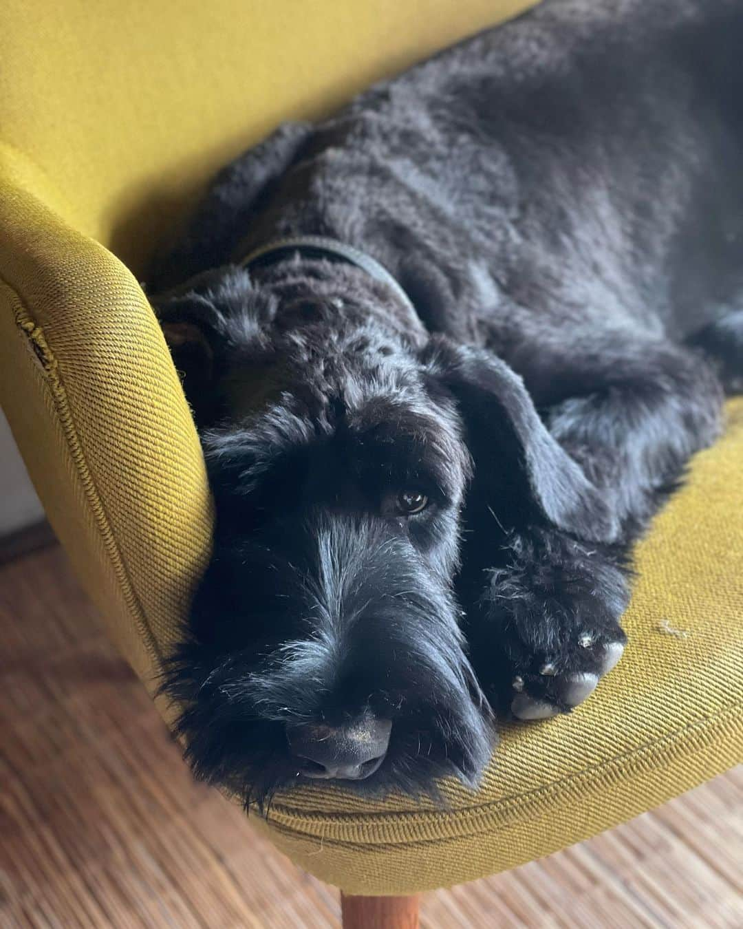 桐島かれんさんのインスタグラム写真 - (桐島かれんInstagram)「ホッパー #ジャイアントシュナウザー  #giantschnauzer」10月3日 18時34分 - houseoflotuskaren