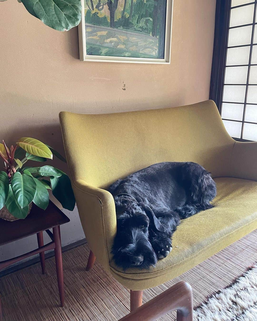 桐島かれんさんのインスタグラム写真 - (桐島かれんInstagram)「ホッパー #ジャイアントシュナウザー  #giantschnauzer」10月3日 18時34分 - houseoflotuskaren