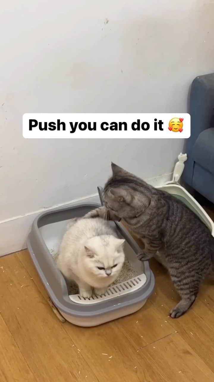 Cute Pets Dogs Catsのインスタグラム：「Push you can do it 🥰  Credit: adorable @ 233 | DY ** For all crediting issues and removals pls 𝐄𝐦𝐚𝐢𝐥 𝐮𝐬 ☺️  𝐍𝐨𝐭𝐞: we don’t own this video/pics, all rights go to their respective owners. If owner is not provided, tagged (meaning we couldn’t find who is the owner), 𝐩𝐥𝐬 𝐄𝐦𝐚𝐢𝐥 𝐮𝐬 with 𝐬𝐮𝐛𝐣𝐞𝐜𝐭 “𝐂𝐫𝐞𝐝𝐢𝐭 𝐈𝐬𝐬𝐮𝐞𝐬” and 𝐨𝐰𝐧𝐞𝐫 𝐰𝐢𝐥𝐥 𝐛𝐞 𝐭𝐚𝐠𝐠𝐞𝐝 𝐬𝐡𝐨𝐫𝐭𝐥𝐲 𝐚𝐟𝐭𝐞𝐫.  We have been building this community for over 6 years, but 𝐞𝐯𝐞𝐫𝐲 𝐫𝐞𝐩𝐨𝐫𝐭 𝐜𝐨𝐮𝐥𝐝 𝐠𝐞𝐭 𝐨𝐮𝐫 𝐩𝐚𝐠𝐞 𝐝𝐞𝐥𝐞𝐭𝐞𝐝, pls email us first. **  #sleepingkitty #instakitties #kittycuddles  #catladylife #catsareawesome」