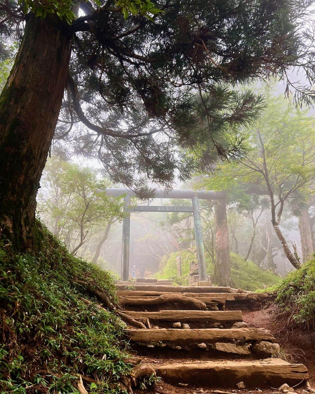 一双麻希 さんのインスタグラム写真 - (一双麻希 Instagram)「近場の低山ハイキング⛰️神奈川の大山へ。 残念ながら頂上はこの通りまっしろ。🥹😂 晴れていれば富士山が望める山ですが、 大山は昔から『雨降山』(あふりやま)と言われているそう。👀 『阿夫利神社』がある山で、 道中は鳥居や大木も多く、神社好きな私としては嬉しい山でした。✨ ケーブルカーも使えて頂上まで2時間弱。 頂上に近づくにつれて曇っていたけど、 結構急な岩岩を登るのが楽しかったり、 霧がかった景色が神秘的だったり😌、 頂上の山小屋の山菜そばが美味しかったり🥹 晴れた頂上を目指すだけが登山じゃないなぁと 改めて感じさせてくれました。☺️  #初心者向けの山 #大山   #大山阿夫利神社 #阿夫利神社 #丹沢 #大山寺 #登山初心者 #山ご飯 #山飯 #低山 #低山ハイク #富士山が見える場所 #神社好き #神社巡り #山女 #山ガール #山好き #登山女子 #登山 #山好きな人と繋がりたい #アウトドア好き #日本の絶景 #アウトドア女子 #ハイキング #登山ファッション #登山コーデ #モンチュラ #montura #japanview #いっそうまき山記録」10月3日 18時56分 - isso_maki315