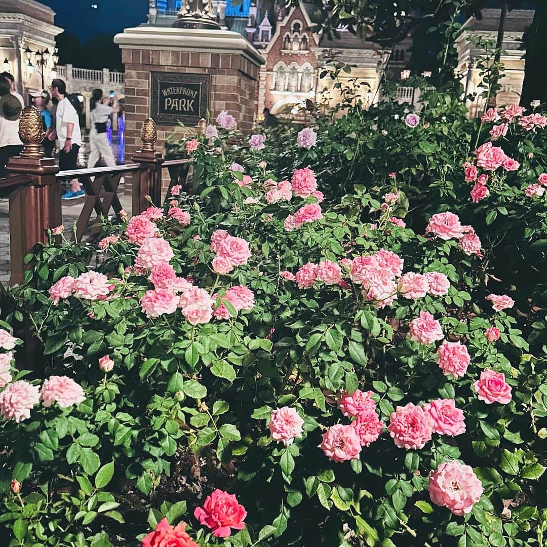 堂本千晴のインスタグラム：「💐🤍」