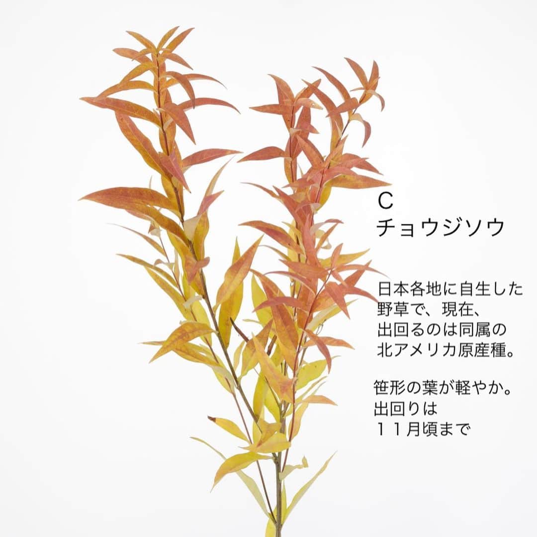 雑誌『花時間』さんのインスタグラム写真 - (雑誌『花時間』Instagram)「紅葉🍁は見つけましたか？  花時間（＠hanajikan_magazine）です。  つい先日まで、このまま秋は来ないのかと思うほどの酷暑だったのに、来るものは来るんですね😅  朝は、ぶるっと、寒さで目が覚めるほどてす。  そろそろ、紅葉🍁を飾りませんか？  ここで紹介した４種は、定番の紅葉グリーン。  切り分けて花に添えてよし、シンプルにそれだけいけてよしの方々です。  最後のハゼノキは、近所の散歩道で見つけた紅葉🍁  まだ青々とした木々のなかで、この木だけが真っ赤！　色づいてしばらくすると、小枝ごと落ちて、地面を赤く染めます。  見つけたら、拾って飾ってみて。  では、本日もお疲れさまでした🍵 10月も元気smile😊😊😊で頑張りましょう！ byピーターパン  写真　@tanabe32   【花時間ニュース】 💜『花時間マルシェ』発、花の定期便が大好評🥰　世界でここだけのバラと旬花が届く嬉しいサービスです💕  💜『花時間』の2024年カレンダー、大好評発売中！  💜『花時間2023秋』〈花屋さんへ行こう〉大好評発売中！  💜『花と短歌でめぐる 二十四節気 花のこよみ』大好評発売中  すべて @hanajikan_magazine のプロフィールのリンクから飛べます✈️  『花時間』本誌や書籍は全国の書店、ネット書店でも発売中✨  #花時間  #フラワーアレンジ #小さな秋 #紅葉グリーン #紅葉 #花が好き #花が好きな人と繋がりたい  #花を飾る  #花を飾る生活 #花屋さんへ行こう」10月3日 19時19分 - hanajikan_magazine