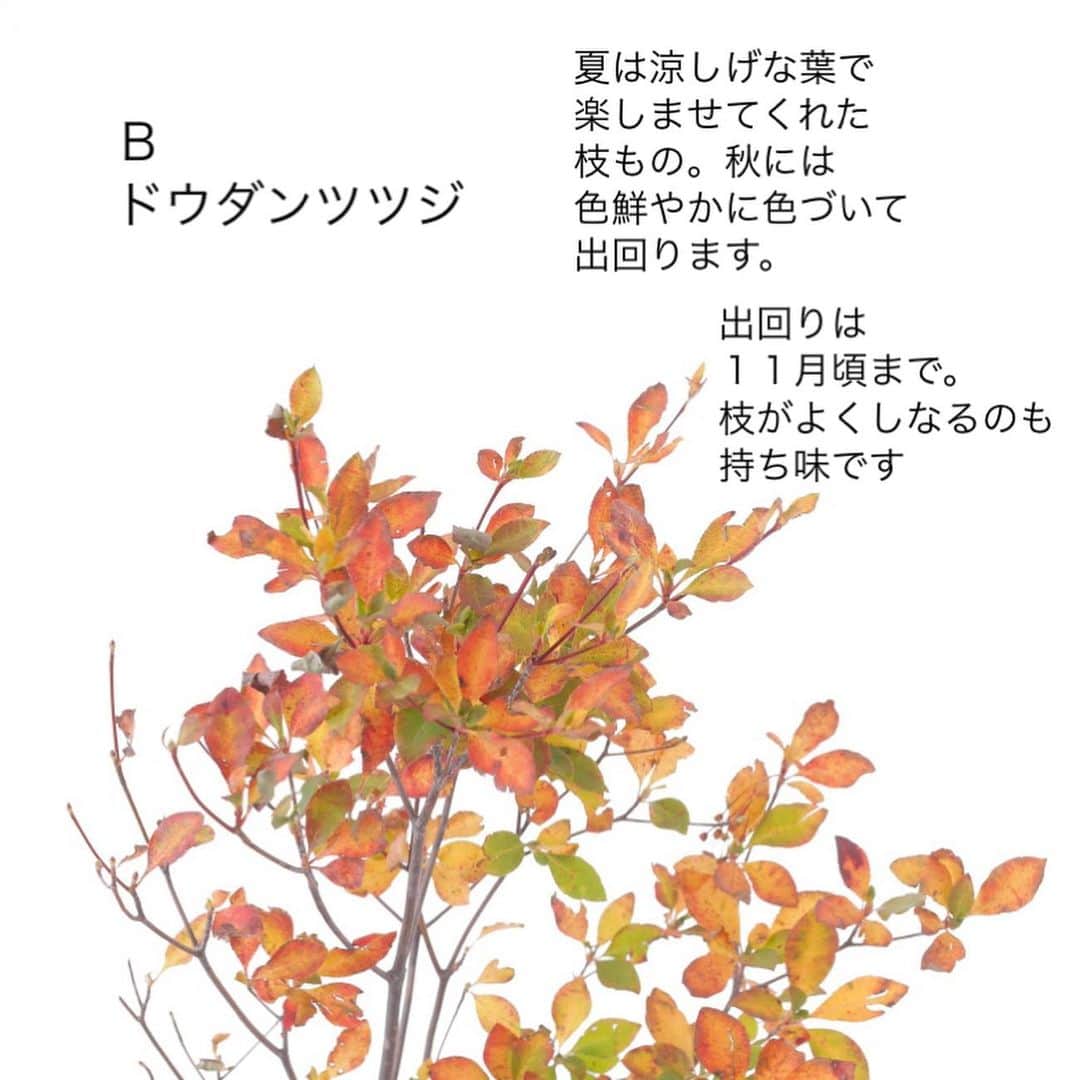 雑誌『花時間』さんのインスタグラム写真 - (雑誌『花時間』Instagram)「紅葉🍁は見つけましたか？  花時間（＠hanajikan_magazine）です。  つい先日まで、このまま秋は来ないのかと思うほどの酷暑だったのに、来るものは来るんですね😅  朝は、ぶるっと、寒さで目が覚めるほどてす。  そろそろ、紅葉🍁を飾りませんか？  ここで紹介した４種は、定番の紅葉グリーン。  切り分けて花に添えてよし、シンプルにそれだけいけてよしの方々です。  最後のハゼノキは、近所の散歩道で見つけた紅葉🍁  まだ青々とした木々のなかで、この木だけが真っ赤！　色づいてしばらくすると、小枝ごと落ちて、地面を赤く染めます。  見つけたら、拾って飾ってみて。  では、本日もお疲れさまでした🍵 10月も元気smile😊😊😊で頑張りましょう！ byピーターパン  写真　@tanabe32   【花時間ニュース】 💜『花時間マルシェ』発、花の定期便が大好評🥰　世界でここだけのバラと旬花が届く嬉しいサービスです💕  💜『花時間』の2024年カレンダー、大好評発売中！  💜『花時間2023秋』〈花屋さんへ行こう〉大好評発売中！  💜『花と短歌でめぐる 二十四節気 花のこよみ』大好評発売中  すべて @hanajikan_magazine のプロフィールのリンクから飛べます✈️  『花時間』本誌や書籍は全国の書店、ネット書店でも発売中✨  #花時間  #フラワーアレンジ #小さな秋 #紅葉グリーン #紅葉 #花が好き #花が好きな人と繋がりたい  #花を飾る  #花を飾る生活 #花屋さんへ行こう」10月3日 19時19分 - hanajikan_magazine