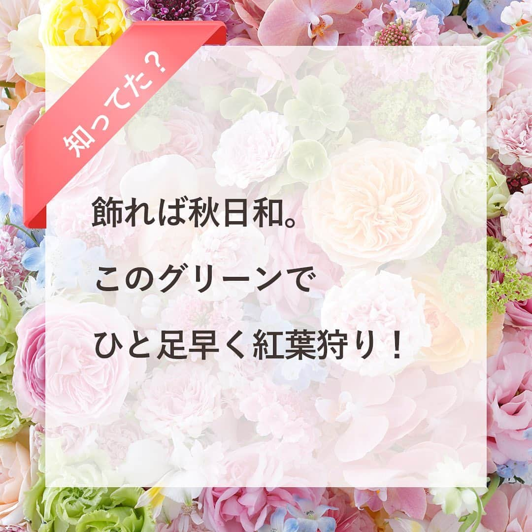 雑誌『花時間』のインスタグラム：「紅葉🍁は見つけましたか？  花時間（＠hanajikan_magazine）です。  つい先日まで、このまま秋は来ないのかと思うほどの酷暑だったのに、来るものは来るんですね😅  朝は、ぶるっと、寒さで目が覚めるほどてす。  そろそろ、紅葉🍁を飾りませんか？  ここで紹介した４種は、定番の紅葉グリーン。  切り分けて花に添えてよし、シンプルにそれだけいけてよしの方々です。  最後のハゼノキは、近所の散歩道で見つけた紅葉🍁  まだ青々とした木々のなかで、この木だけが真っ赤！　色づいてしばらくすると、小枝ごと落ちて、地面を赤く染めます。  見つけたら、拾って飾ってみて。  では、本日もお疲れさまでした🍵 10月も元気smile😊😊😊で頑張りましょう！ byピーターパン  写真　@tanabe32   【花時間ニュース】 💜『花時間マルシェ』発、花の定期便が大好評🥰　世界でここだけのバラと旬花が届く嬉しいサービスです💕  💜『花時間』の2024年カレンダー、大好評発売中！  💜『花時間2023秋』〈花屋さんへ行こう〉大好評発売中！  💜『花と短歌でめぐる 二十四節気 花のこよみ』大好評発売中  すべて @hanajikan_magazine のプロフィールのリンクから飛べます✈️  『花時間』本誌や書籍は全国の書店、ネット書店でも発売中✨  #花時間  #フラワーアレンジ #小さな秋 #紅葉グリーン #紅葉 #花が好き #花が好きな人と繋がりたい  #花を飾る  #花を飾る生活 #花屋さんへ行こう」