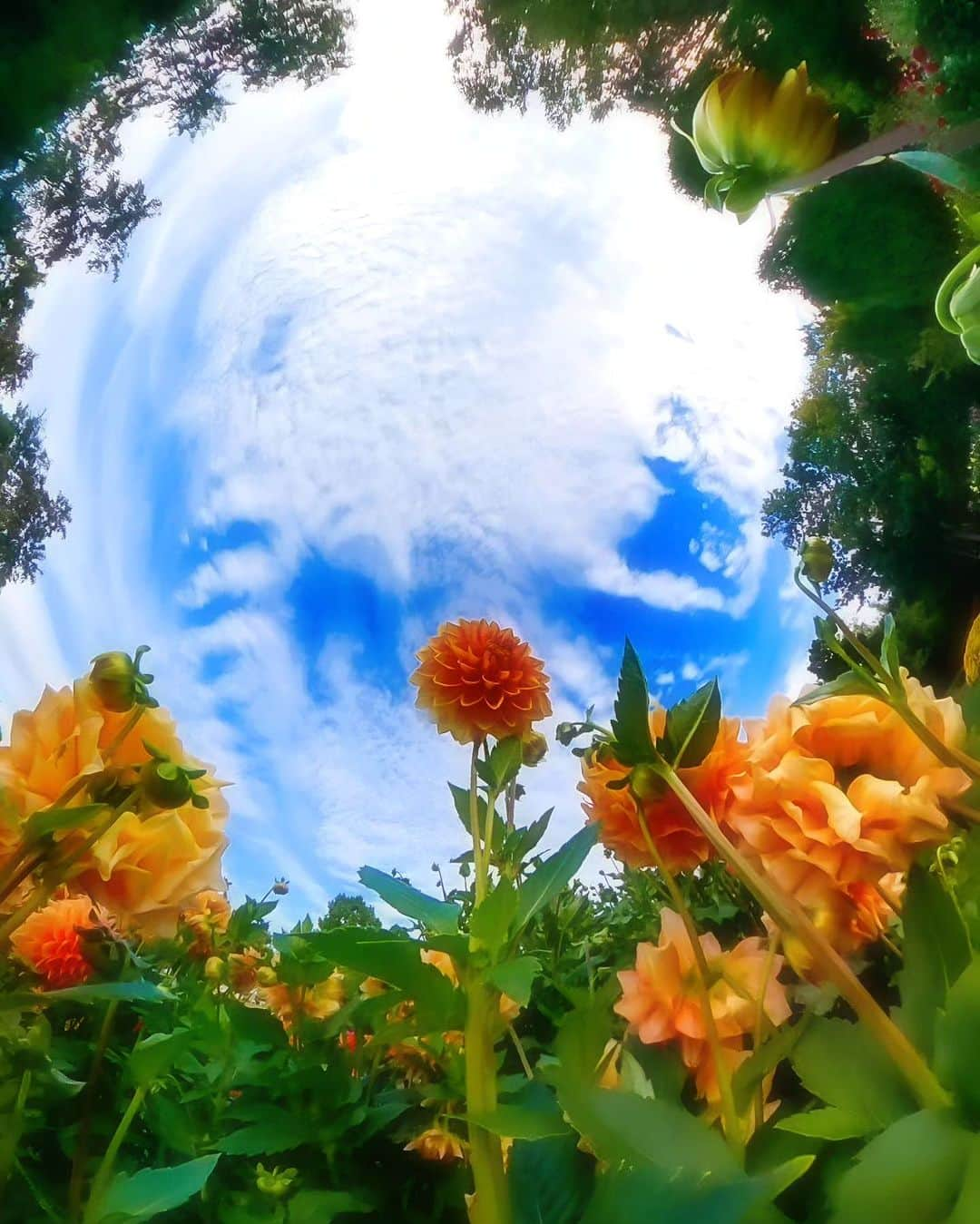 Official RICOH THETAさんのインスタグラム写真 - (Official RICOH THETAInstagram)「Something Wonderful!! by RICOH THETA  📸: @oscar7jp_thetaz1  ***************** Please add #theta360 to your photos shot with THETA and post them😊 . . . . . #ricohusa #ricoh #ricohimaging #ricohtheta #lifein360 #360camera #360view #camera #cameratips #cameralover #photographylovers #photographer #photooftheday #photographytips #cameragear #photoediting #editingtips #art #360photography"」10月3日 19時30分 - theta360official