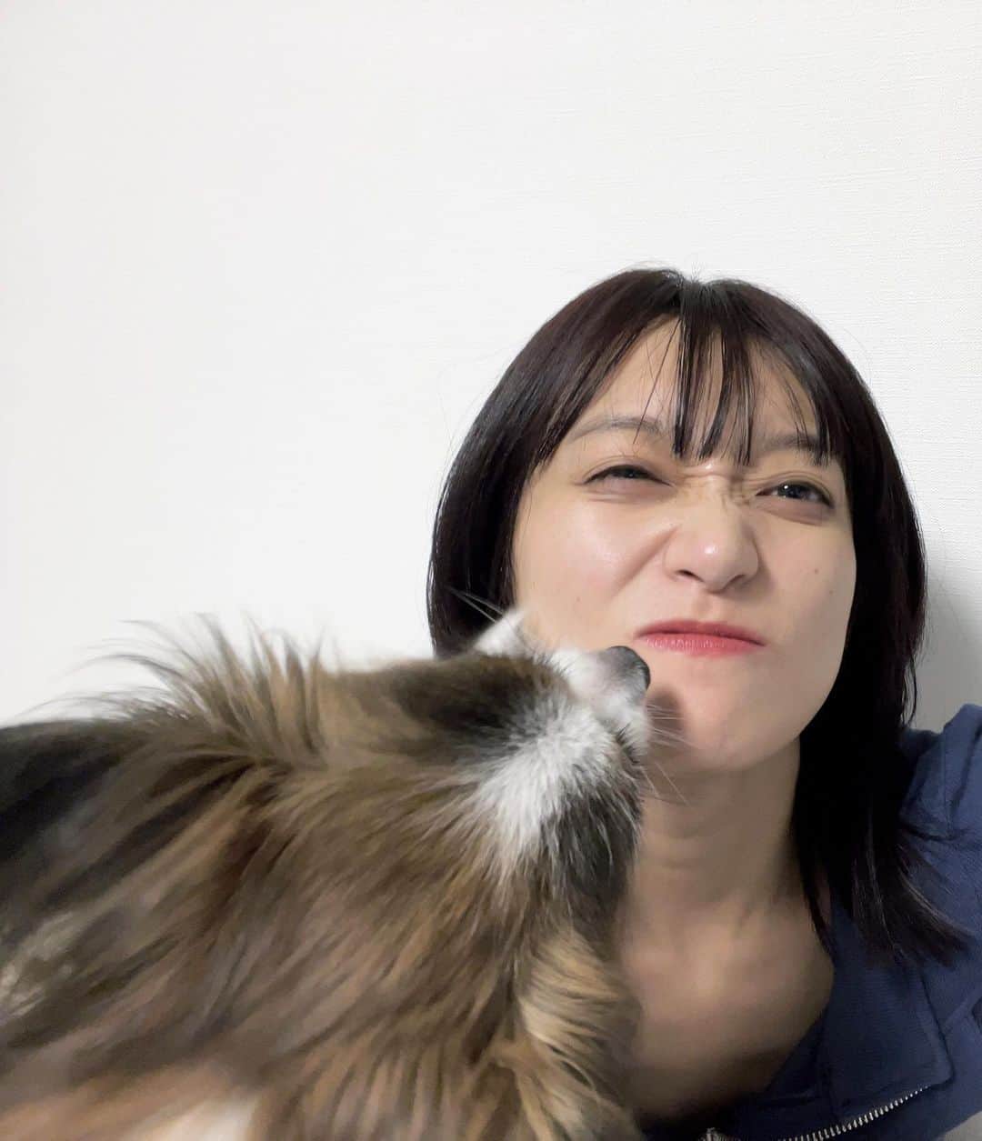 のインスタグラム：「🐶🐶🐶  #パピヨン #マルプー #いぬすたぐらむ」