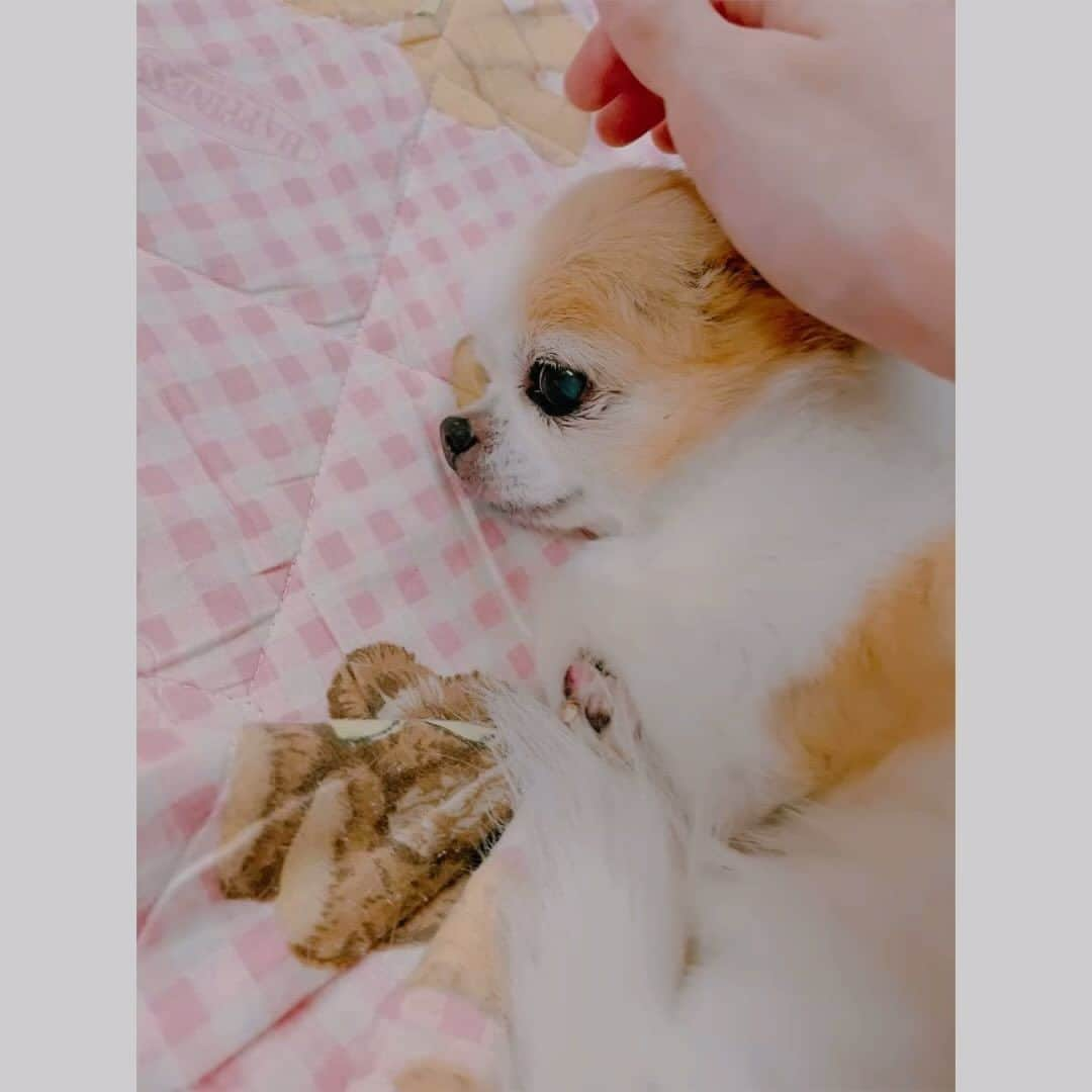 唯月ふうかのインスタグラム：「愛犬に会いたい、そんな夜(ᐡ•͈ ·̫ •͈ᐡ )‎   #ロングコートチワワ  #チワワ  #溺愛  #愛犬   #唯月ふうか」