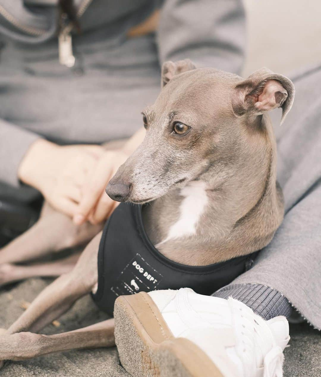 小倉優香さんのインスタグラム写真 - (小倉優香Instagram)「一日旅〜🐕  最後の写真は帰ってから気づいて爆笑 知らない方です🤣 いい写真だったのになぁ〜  #海 #イタグレ #鎌倉 #逗子」10月3日 19時53分 - ogurayuka_official