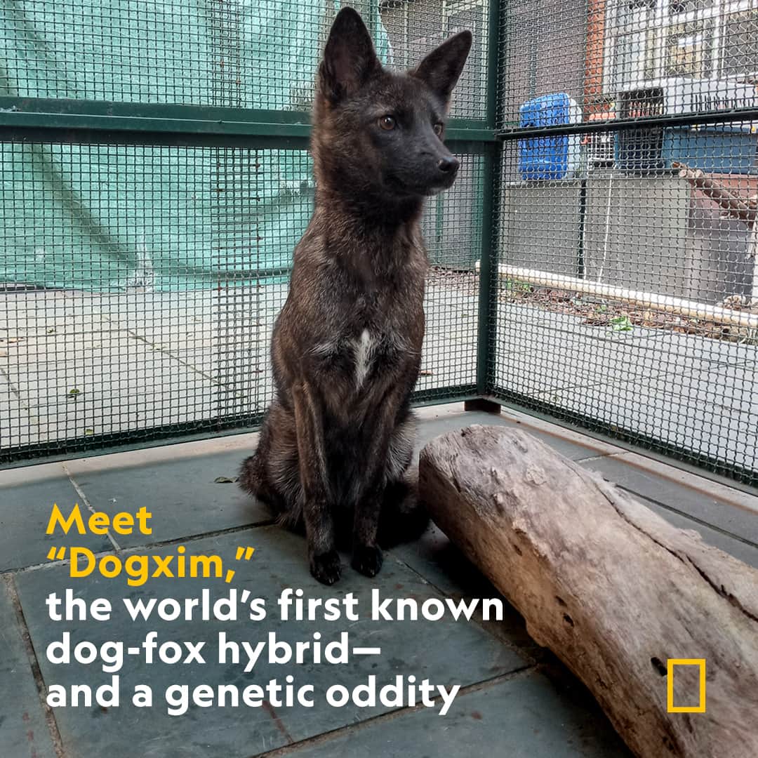 ナショナルジオグラフィックのインスタグラム：「In 2021, Dogxim was found struck by a car and taken to veterinarians for treatment. Her caregivers initially thought she was a dog, but soon noticed her behaviors, such as climbing bushes and preferring to eat rats over kibble, seemed more like a fox. Learn more about the world's first known dog-fox hybrid at the link in bio.  Photograph by Flávia Ferrari」