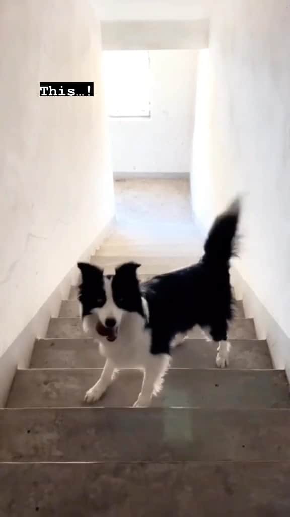 ラファエル・スバージのインスタグラム：「God I love this. #bordercollie」