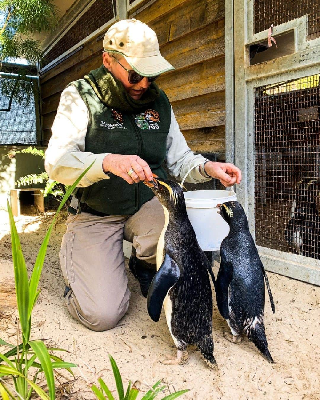 タロンガ動物園さんのインスタグラム写真 - (タロンガ動物園Instagram)「Well, today has to be one of the most important days on the calendar – it’s International Zookeeper Day!   From providing excellent husbandry and training, to educating and engaging with our guests, a Zookeeper is a jack of all trades, and a master of many.   Across Taronga’s work, our Zookeepers play a vital role in crucial conservation breeding programs, contributing to world-leading scientific research, providing care to native wildlife in need, and they do it all with a smile on their face.   Being a Zookeeper is a 365 day a year role – that means weekends, public holidays and showing up to work rain, hail or shine. We are beyond privileged to have such passionate people on the Taronga team who dedicate their lives to provide our animals the best care possible.   So, next time you see a Zookeeper, be sure to say a big thank you, recognising them for all that they do.」10月4日 6時00分 - tarongazoo