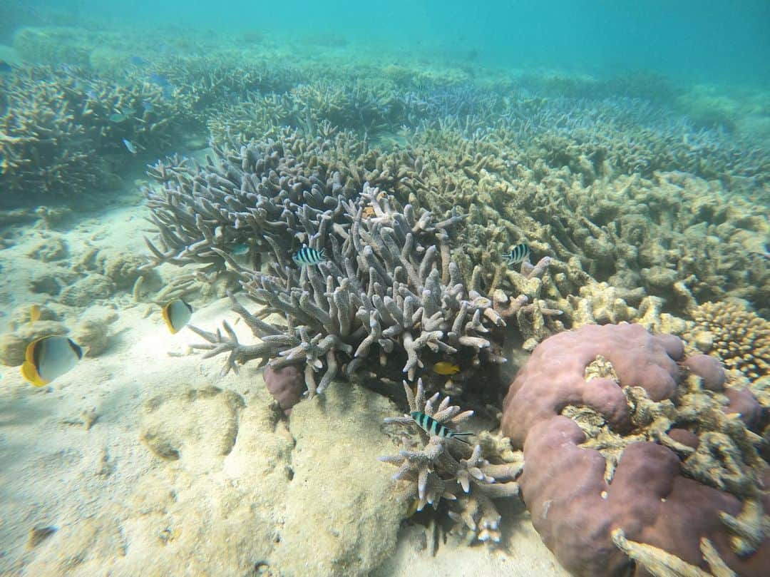 マリッサ・キャステリさんのインスタグラム写真 - (マリッサ・キャステリInstagram)「The Great Barrier Reef 🪸」10月4日 6時16分 - marissacastelli