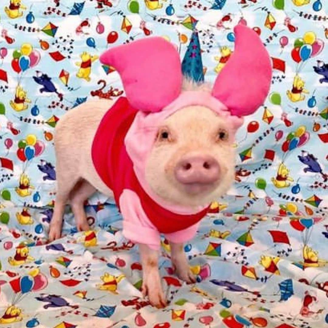 Priscilla and Poppletonのインスタグラム：「It’s Penn’s Birthday Eve! I can’t believe he will be SIX tomorrow! Our baby isn’t a baby anymore. Penn wants you to guess his party theme for this year. He’s done Piglet, Elmo, Farm, Super Hero and Minion in the past. What do you think he will do for his sixth birthday? Comment your guess below and check back tomorrow to see if you’re right.🐷🎈🎉 #happybirthdaypenn #pennturnssix #piggypenn #PrissyandPop」