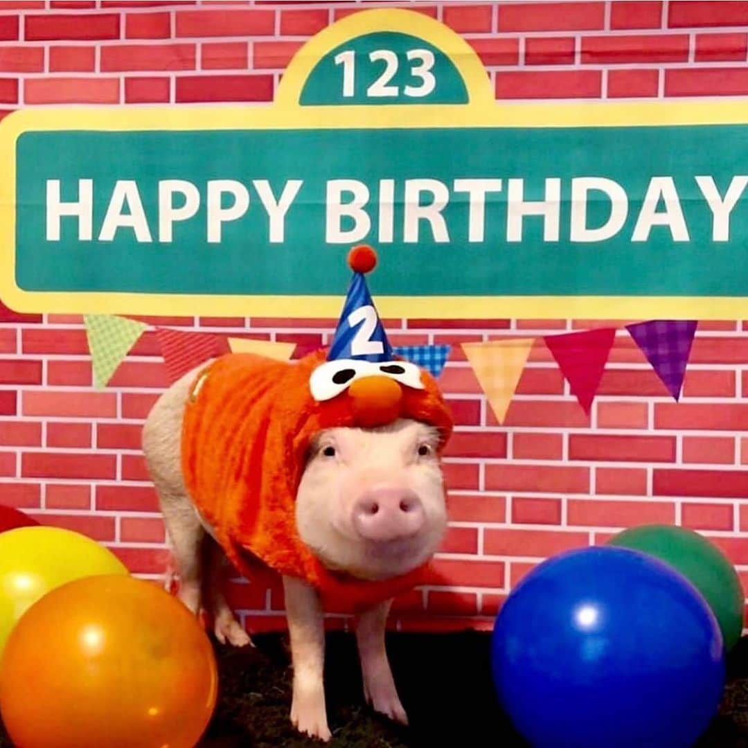 Priscilla and Poppletonさんのインスタグラム写真 - (Priscilla and PoppletonInstagram)「It’s Penn’s Birthday Eve! I can’t believe he will be SIX tomorrow! Our baby isn’t a baby anymore. Penn wants you to guess his party theme for this year. He’s done Piglet, Elmo, Farm, Super Hero and Minion in the past. What do you think he will do for his sixth birthday? Comment your guess below and check back tomorrow to see if you’re right.🐷🎈🎉 #happybirthdaypenn #pennturnssix #piggypenn #PrissyandPop」10月4日 6時47分 - prissy_pig