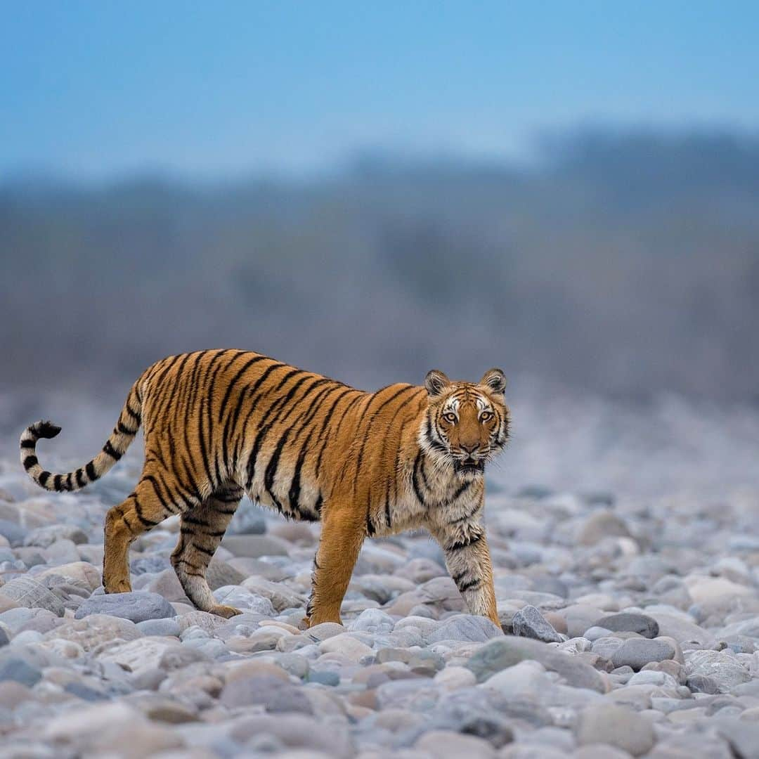 Discoveryさんのインスタグラム写真 - (DiscoveryInstagram)「Watch your step! 🐾🐅  A young tigress picks her away across a field of rocks in Uttarakhand, #India.   📷: @neeraj.bantia  #TigerTuesday #bigcats」10月3日 22時00分 - discovery