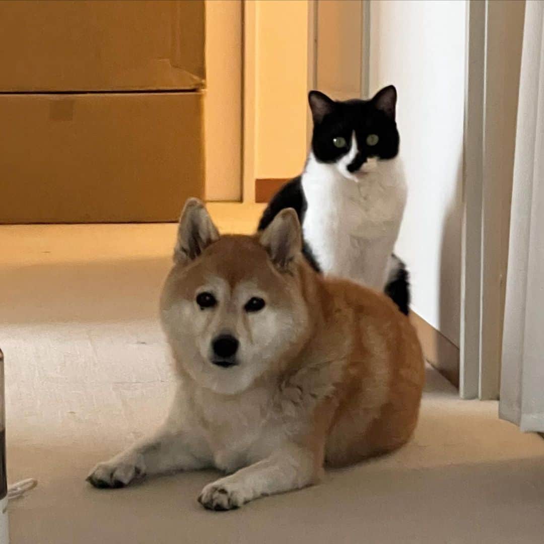 のインスタグラム：「🐕🐈✨」