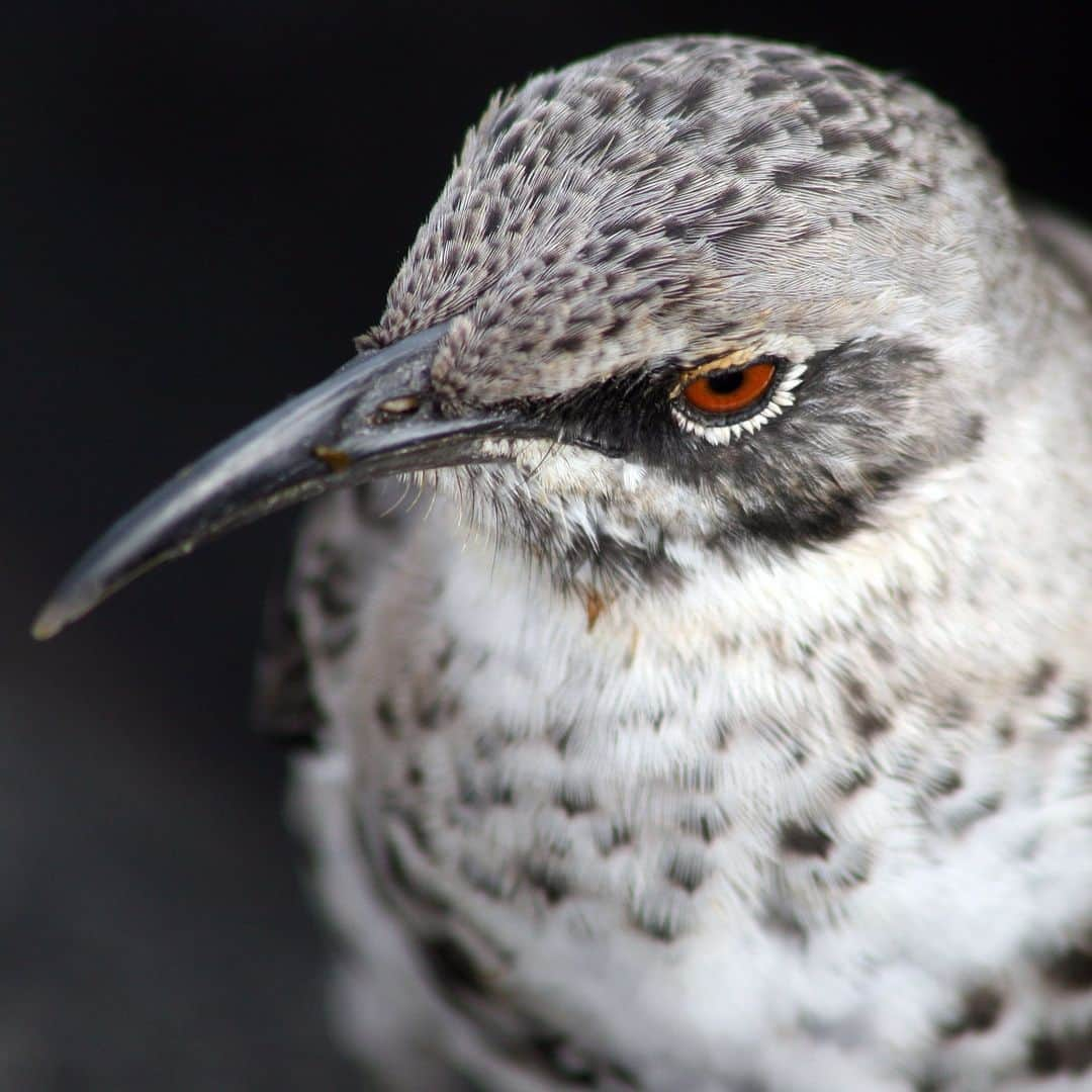 アメリカ自然史博物館さんのインスタグラム写真 - (アメリカ自然史博物館Instagram)「This spooky season, meet a bird that feasts on blood. 🩸The Hood Mockingbird (Mimus macdonaldi) can be found on the Galapagos’ Española Island. Weighing in at about 2.5 oz (70 g), it typically dines on bird eggs, arthropods, and lizards. But during dry seasons, this bird uses its long hooked beak to probe the flesh of animals like iguanas, sea lions, and albatrosses—sucking up their blood to drink.   Photo: Anne Haase, CC BY-ND 2.0, flickr  #animalfacts #didyouknow #birdsoftheworld #naturephotography #nature #ornithology」10月3日 22時54分 - amnh