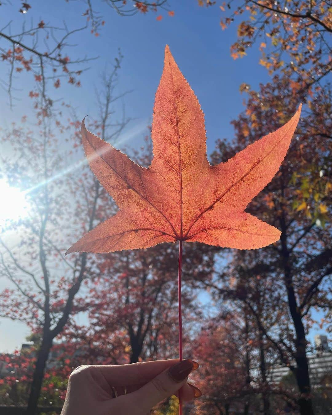 宮内理沙さんのインスタグラム写真 - (宮内理沙Instagram)「10月も宜しくお願いいたします🍁🍁🍁  そろそろロングに戻りたいと思っていたところでこの前のアンケートにてロング派が多かったのでここまでとはいかずとももうしばらく髪伸ばしてみようかな🧐☀️？」10月3日 23時06分 - risa_miyauchi