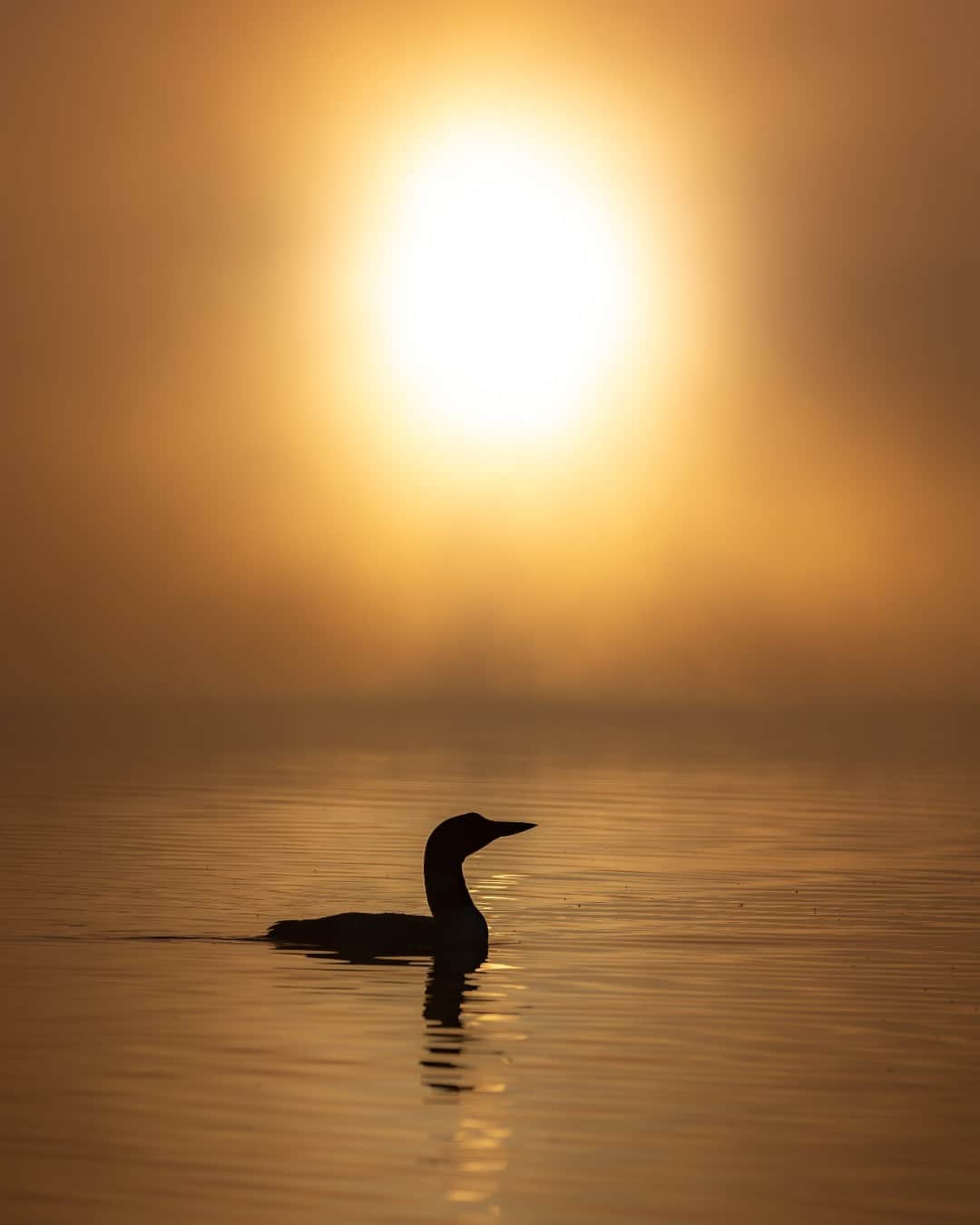 CANON USAさんのインスタグラム写真 - (CANON USAInstagram)「Photo by @harrycollinsphotography: "A common loon on a hazy morning in Maine. The foggy conditions allowed me to shoot straight into the sun which normally would have been too high in the sky to create a backlit silhouette like this. This photo was taken from a kayak as I waited for the loon to cross in front of the sun." #ShotOnCanon  📸 #Canon EOS R5 Lens: RF100-500mm F4.5-7.1 L IS USM」10月3日 23時00分 - canonusa