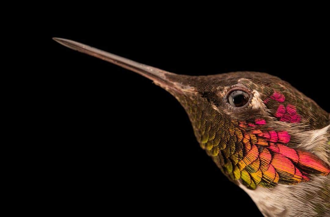 Joel Sartoreさんのインスタグラム写真 - (Joel SartoreInstagram)「Once found only from Baja California to San Francisco, the Anna’s hummingbird range has expanded north to British Columbia and east to Arizona after experiencing an increase in population. Like other hummingbirds, this species feeds on nectar, but they’re also known for consuming something else - insects! These hummers eat more insects than any other North American hummingbird, often plucking spiders and trapped insects from spider webs. Photo taken @thetoledozoo.   #hummingbird #bird #animal #wildlife #photography #animalphotography #wildlifephotography #studioportrait #PhotoArk #ButterflyAndHummingbirdDay @insidenatgeo」10月3日 23時01分 - joelsartore