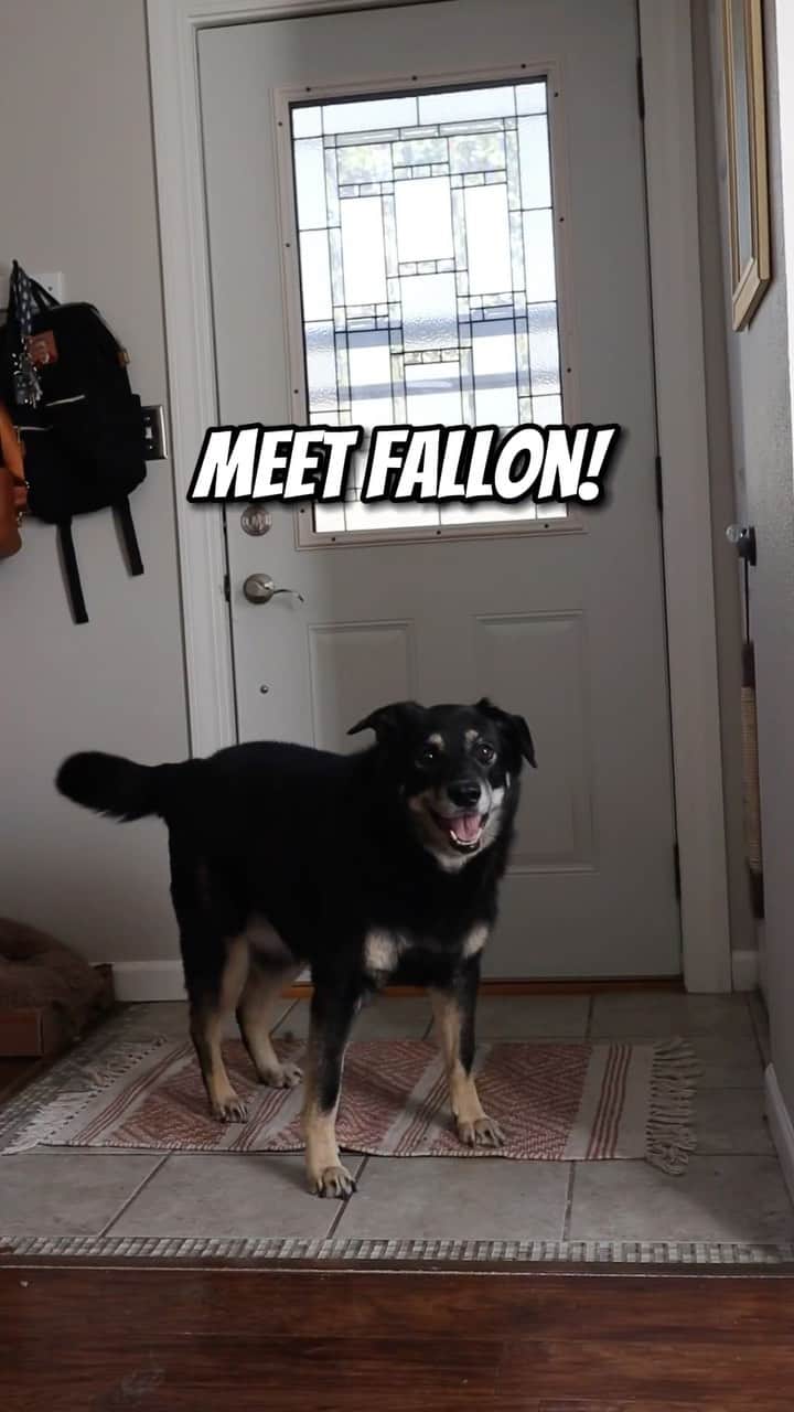 DogsOf Instagramのインスタグラム：「Celebrating #NationalWalkYourDogWeek the Walkie Queen, Fallon Marie!   As told by dog mom @thejourneysofjade: Last fall, Fallon tore her CCL and has been experiencing some residual pain in that knee. I am the queen of puns and could make a really great joke here about FALL(ing) ON her knee but it was actually quite sad because the reality of her age is setting in.  While she may be getting old and hobbling around, Galliprant has helped her get around with less pain. We have tried many different pills and supplements but this one seems to be working the best.  Anyway, I hope you and your dogs are able to *paws* and explore the world around you this week. Let us know if you end up somewhere cool! . . .  #SeniorDogLove #FallonMarie #ad #galliprantpartner #galliprant #weareelanco #dogsofinstagram #SeniorDogs #ShepherdMix #MuttsOfInstagram #walkyourdogweek #painandinflammationrelief #painrelief」