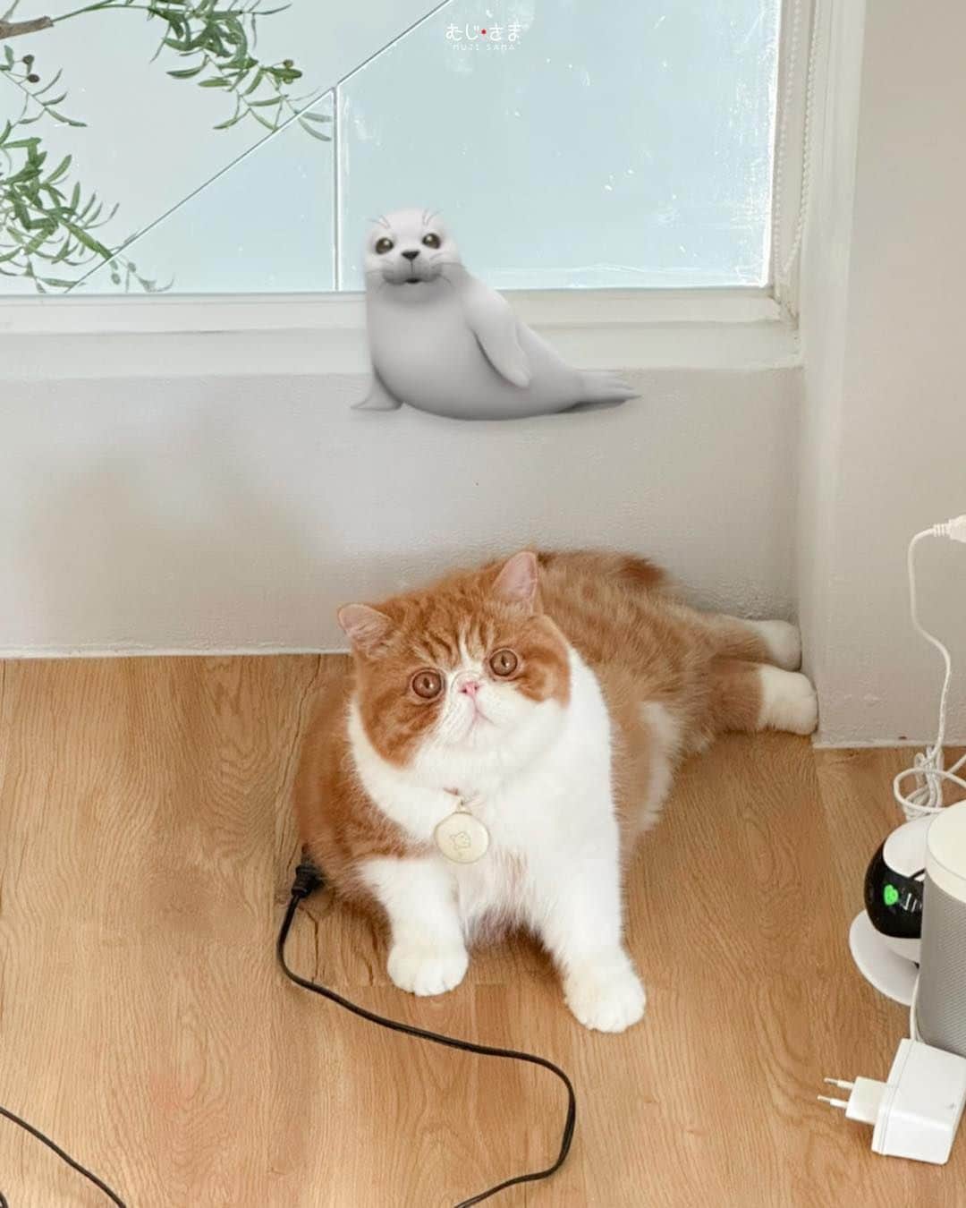 のインスタグラム：「มะอุ๋ง รุ่นนี้เสียบสายคับ 🦭」