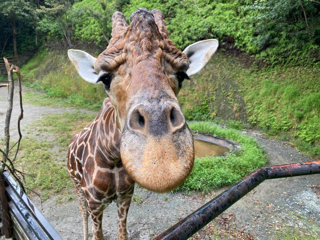 岩村菜々美のインスタグラム：「#キリン　 #麒麟 #🦒 #バイオパーク @ngsbiopark  この子は #ニック　男の子　お父さん 奥にいるのが #ミズキ　女の子　お母さん #フラハ　男の子　赤ちゃん 6ヶ月 #舌ベロベローン かわいい😍💕 ⚠️あんまり手出すと危ないよ。 ※自己責任で」