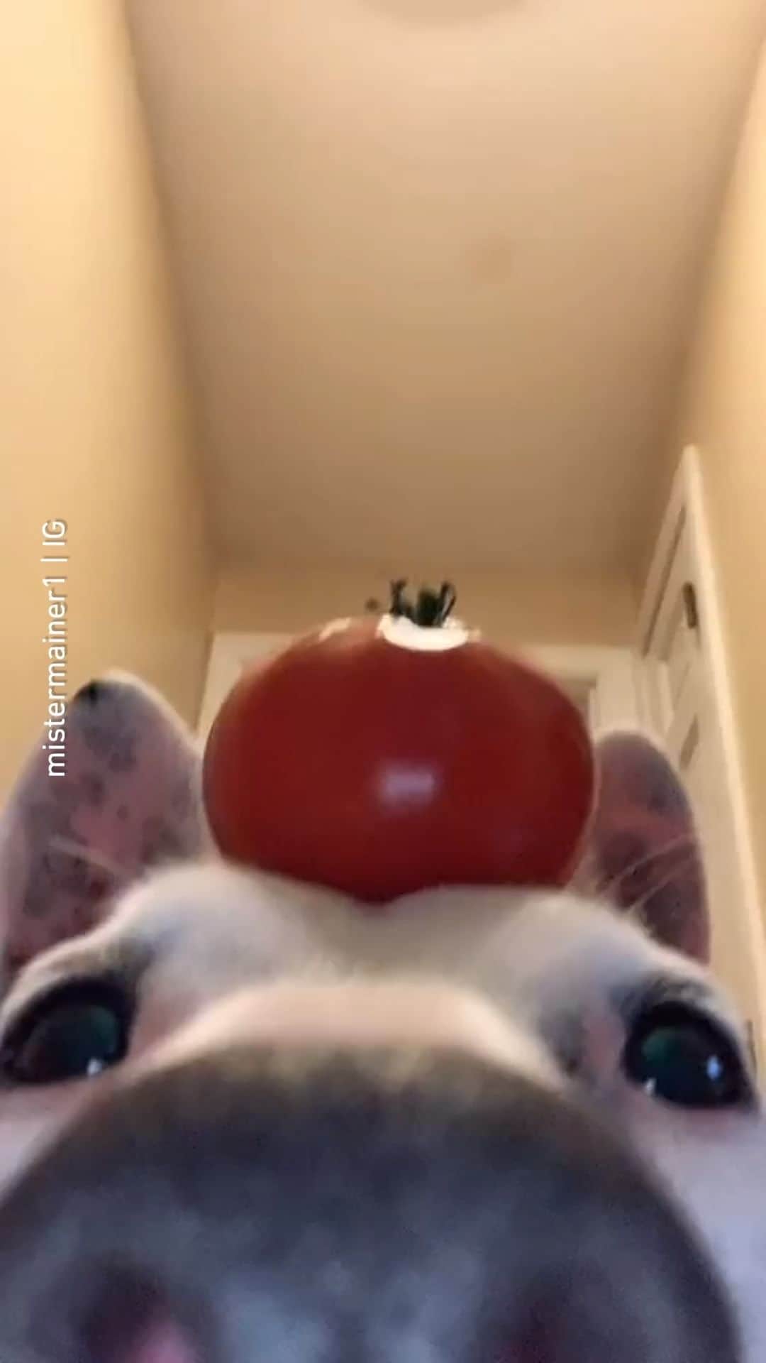 8crapのインスタグラム：「A reminder to eat your vegetables today! 📹 @mistermainer1 - #barked #dog #doggo」