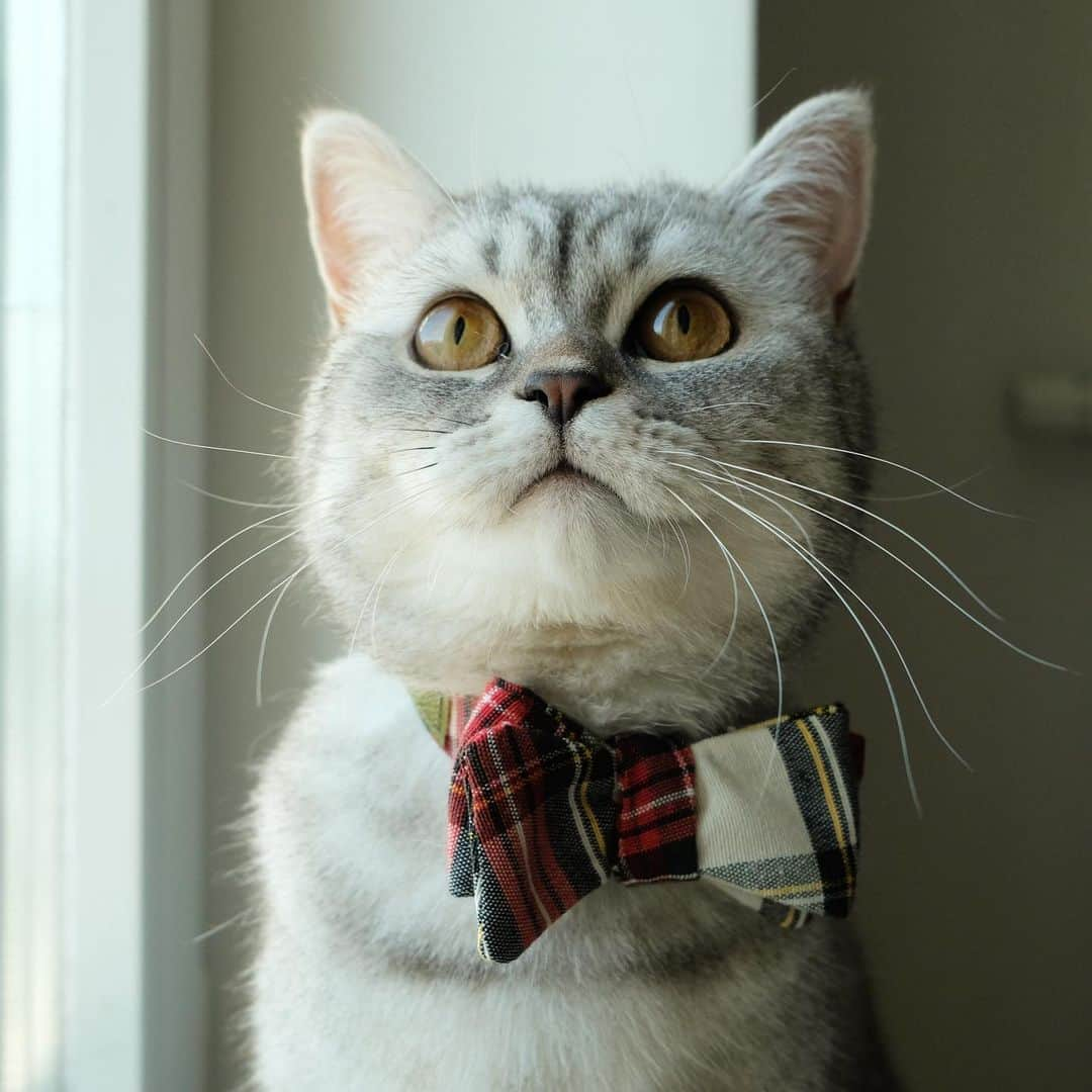 catinberlinのインスタグラム：「Ready for fall. 🍂🍁 catinberlin.com  #cat #catsofinstagram #catstagram #katze #kitty #bowtie #catinberlin #cats #pets #petsofinstagram #cute #adorable #cute #weeklyfluff」