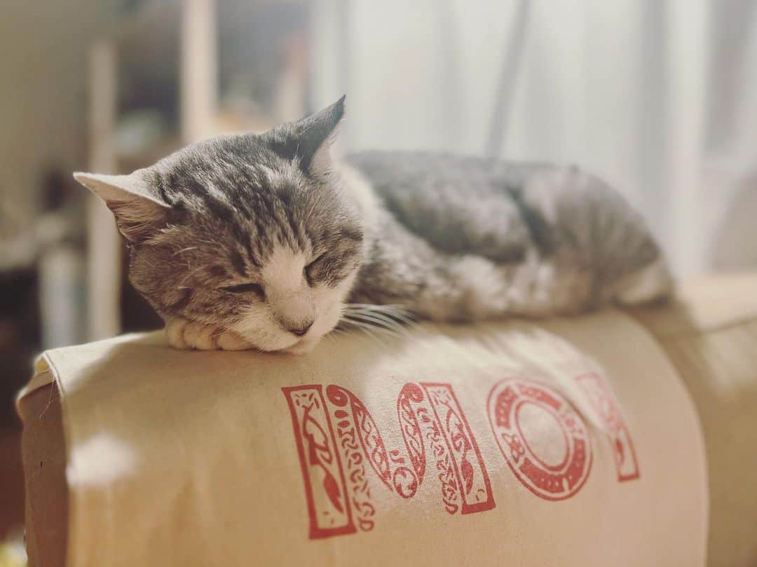 坂本美雨さんのインスタグラム写真 - (坂本美雨Instagram)「サバ on moi♡ @moi___official  @moi_okada  #cat #サバ美」10月3日 23時51分 - miu_sakamoto