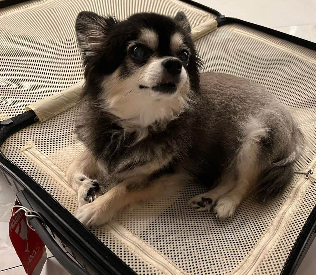 杵屋勝四郎のインスタグラム：「もー 明日から名古屋行くのに キャリーケースに犬が入っとる！ 詰めた覚えないのに 連れて行くぞ❣️ 御園座へ🐕」