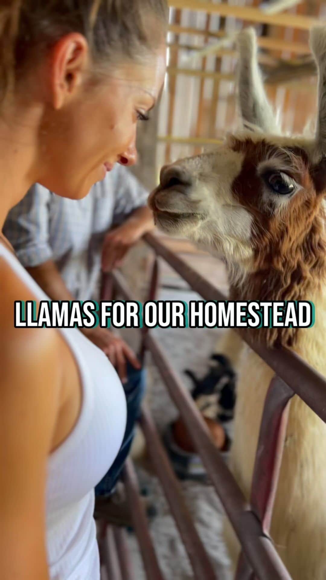 Janna Breslinのインスタグラム：「Did I mention we’re getting llamas?! 😂 @modernhomesteadhq   I’ll be honest, I was a little too excited to learn that llamas make for the perfect homestead guardians 👏  They’re easy to look after, they’ll happily ward off other predators (or protect your herd); they provide plenty of wool for the cooler seasons, and most importantly, they keep the inner child alive! 🦙  Seriously... you can’t watch a llama run around a field and not want to join in... I dare you to try.   Can’t wait to welcome our new friend to our Tennessee homestead!  I can finally say this with confidence… it feels like it’s all coming together now 😆  #Llamas #HerdingAnimals #PackAnimals #Homestead」