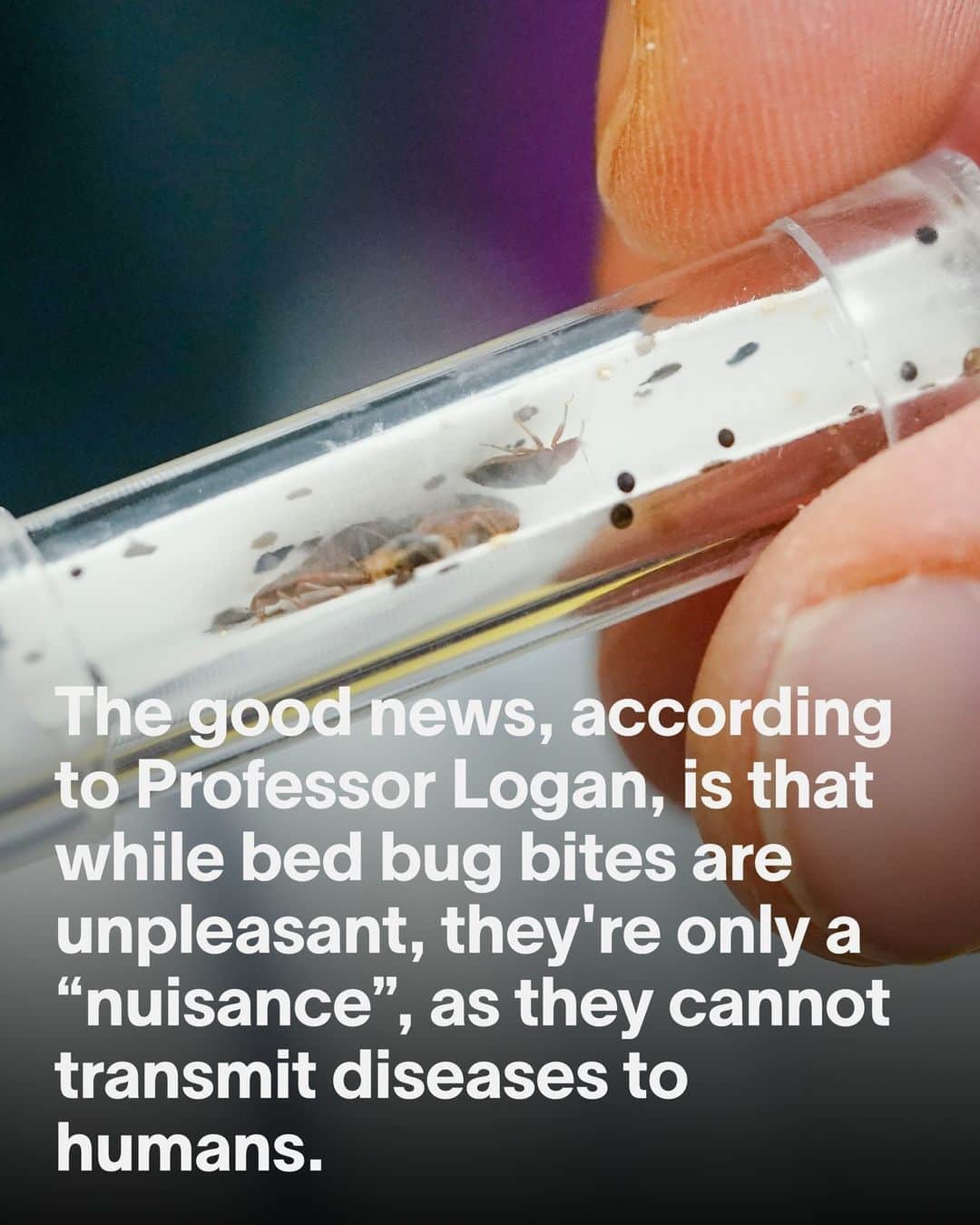 VICEさんのインスタグラム写真 - (VICEInstagram)「Your Instagram feed may well be covered in bed bugs—they’ve already torn through France and are starting to pop up elsewhere. They’re on public transport, in movie theaters, in your nightmares. Though the whole country’s going through it, Paris has reportedly been most affected, as gnarly photos and videos circulate of infested Parisian infrastructure.⁠ ⁠ But the issue isn’t just local to France: we’re seeing an ongoing increase in many parts of the world. That's partly due to global travel, among other reasons. VICE spoke to Professor James Logan, at the London School of Hygiene and Tropical Medicine, to get some more information on the rise of the bed bugs.」10月4日 0時50分 - vice