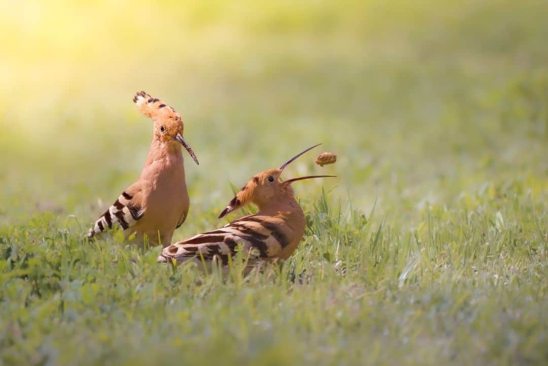 Canon UKさんのインスタグラム写真 - (Canon UKInstagram)「Bon appétit, hoopoes! 🦆 🍽️  What’s the most unique bird you've captured? Let us know below 👇  📷 by @tsipurim  Camera: EOS 6D Lens: EF100-400mm f/4.5-5.6L IS USM Shutter Speed: 1/3200, Aperture: f/5.6, ISO 640  #myphotography #photogear #canonshooter #mycamerabag #canongear #cameraaddict #dailygear #canonuk #mycanon #canon_photography #canoncamera」10月4日 1時01分 - canonuk