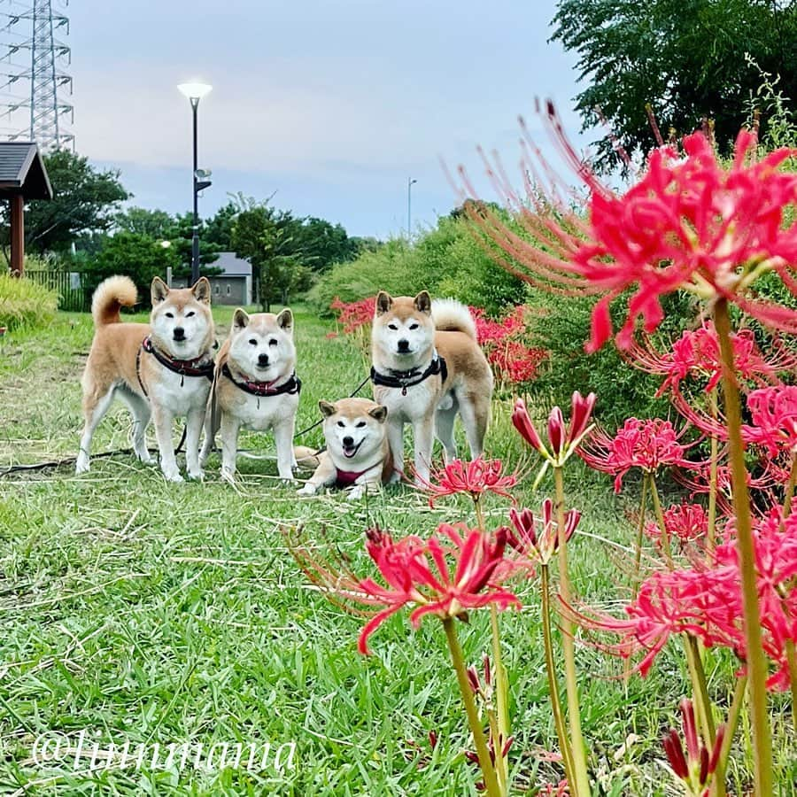 linnmamaさんのインスタグラム写真 - (linnmamaInstagram)「麗、カート🛒なしで夕方散歩できました👏〜川沿いの公園の「西の森」の大好きな道をちょっと小走り（←3本足だと小走りになっちゃうみたいです😅）で歩いたよ🐾〜途中、田んぼ（体験田）のわきに彼岸花❤️が咲いてました〜こうやってみたら足が1本ないなんて思えないくらいありふれたいつもの光景なのに、懸命に歩く麗のオチリ🍑を見てると切ない🥲〜昨日心配してた大仕事💩、今日病院🏥で先生に排便処置をして出してもらいました😊〜まだそんなに溜まってたわけではないそうで、これからもっともっと食べるようになれば普通に出るそうです😍 ＊ ＊ ＊ #柴犬#dog #柴犬凜の勇気凜々every day #多頭飼い #shibastagram #my_eos_photo #eosr6#eosr10 #ドッグフォトグラファーズ #iphone12#iphone12promax #夕方散歩 #花活 #写活 #彼岸花 #戸田川緑地」10月4日 1時06分 - linnmama