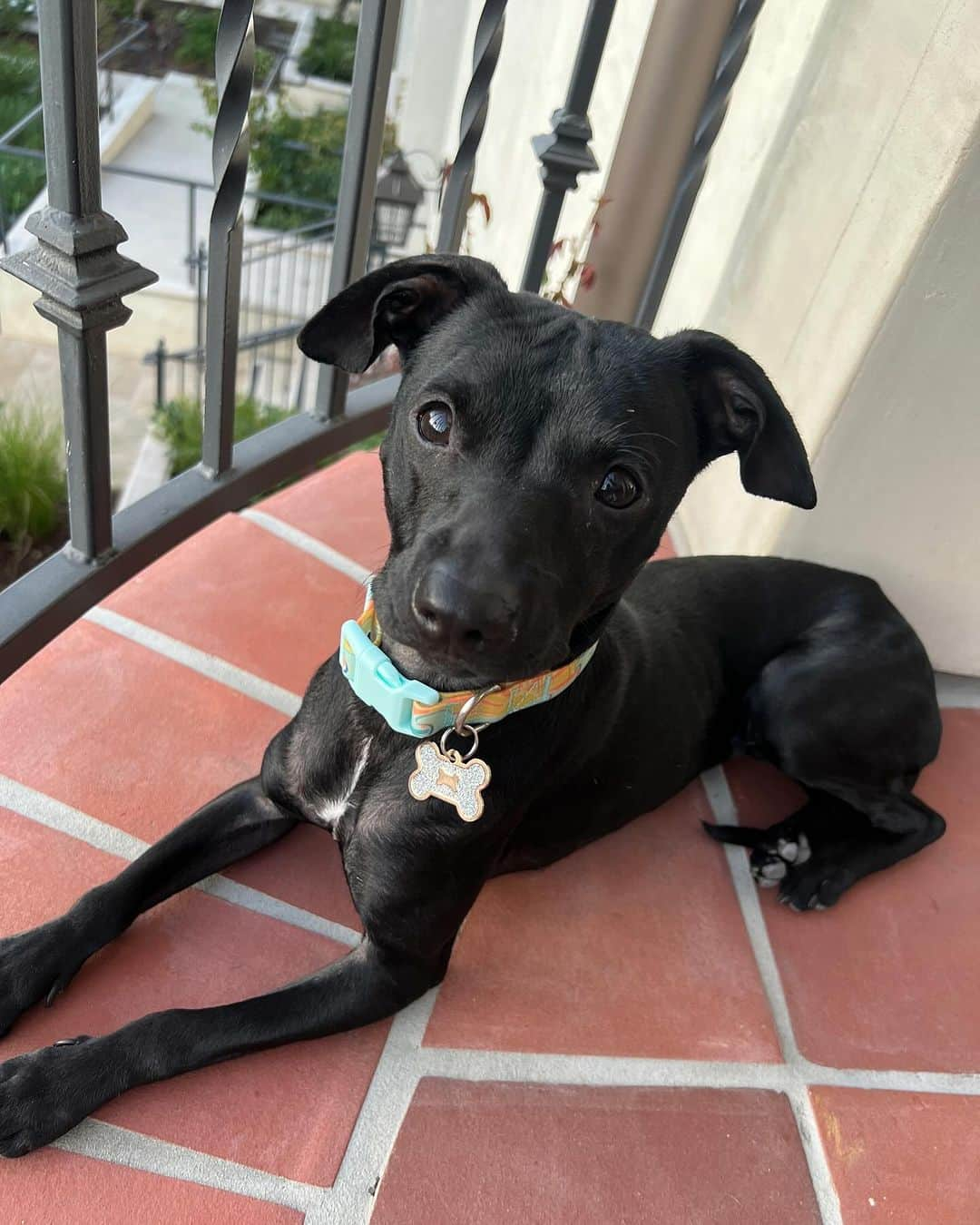 アダム・リッポンさんのインスタグラム写真 - (アダム・リッポンInstagram)「Say hi to Tracy 🥹🥹🥹❤️❤️❤️ She’s perfect and already so good at ripping apart a roll of toilet paper. @pupswithoutborders, WE LOVE YOU (and we love Tracy’s foster parents who took such amazing care of her!)」10月4日 2時50分 - adaripp