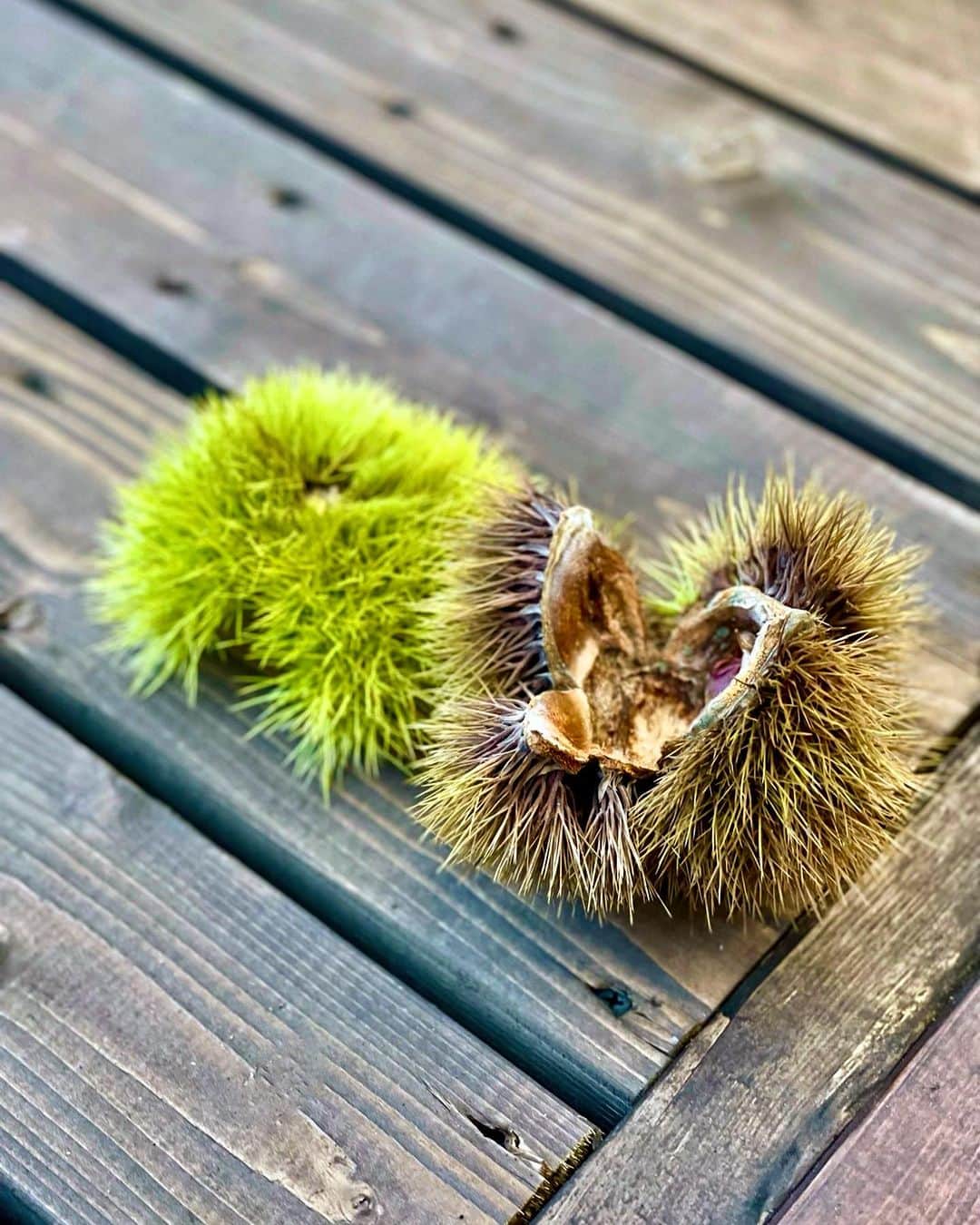 のインスタグラム：「𝐼 𝑤𝑎𝑛𝑡 𝑠𝑜𝑚𝑒 𝑐ℎ𝑒𝑠𝑡𝑛𝑢𝑡 𝑟𝑖𝑐𝑒⸝⋆ 😋  #chesnut  #autumn」