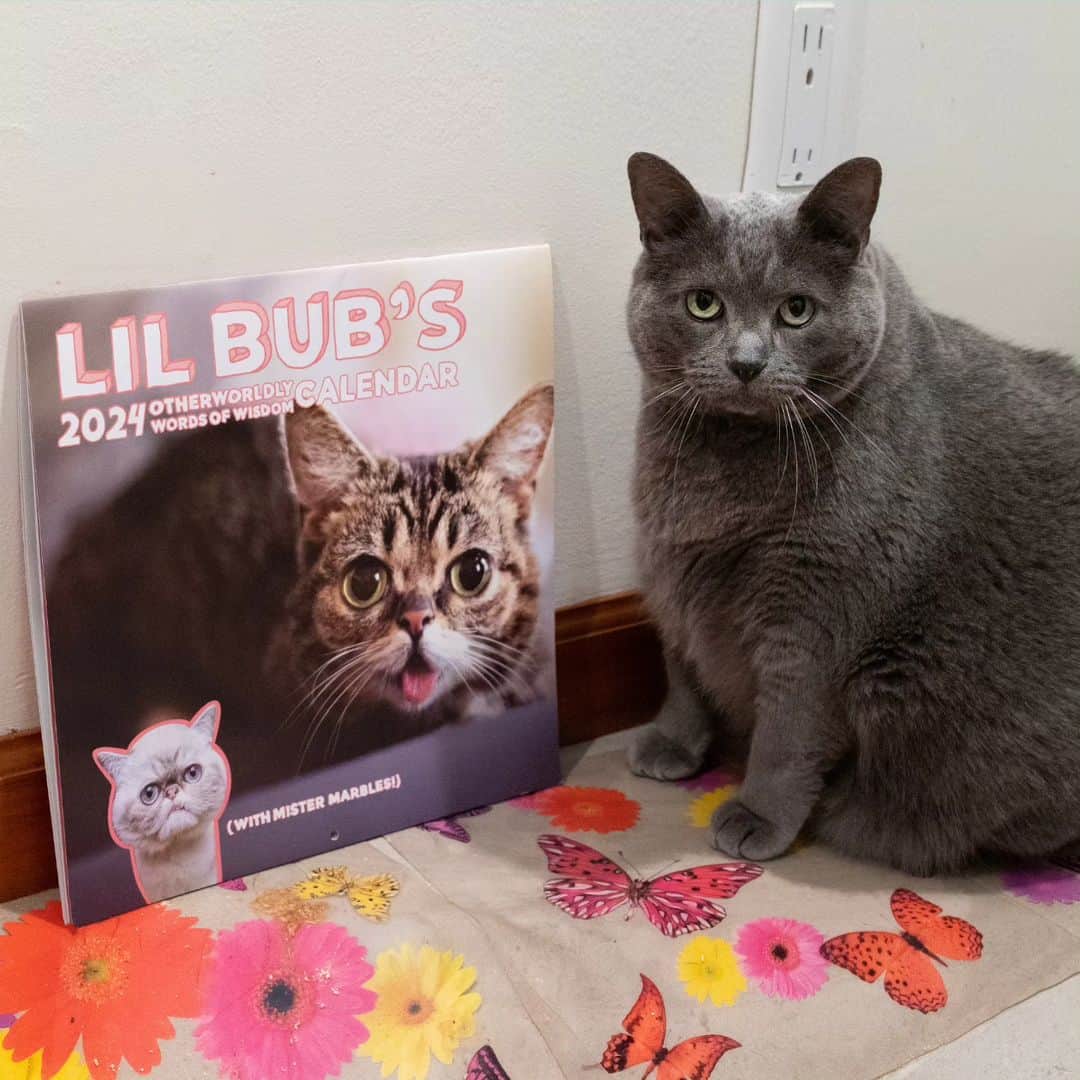 Lil BUBのインスタグラム：「The 2024 Lil BUB + Mister Marbles Calendars are finally shipping AND there’s a 48 Hour Moving Sale in the BUB STORE where everything (except the calendars) is 50%-80% off at the link in BUB's bio (store.lilbub.com)  We are moving the warehouse back to our town of Bloomington, IN again, and we desperately need to lighten our load. So please buy a bunch of amazing stuff (especially the big stuff like hoodies, sweaters, and blankets!) cause it'll help us out, it'll help you love life your life even more, and it will help support special needs pets through Lil BUB's Big FUND.  After this huge sale, the BUB STORE will be mostly closed down from October 5th through October 13th as we get situated and prepare some exciting new BUB STUFF.  Thanks for supporting BUB, Marbles, and our commitment to helping special needs pets through Lil BUB's Big FUND.」