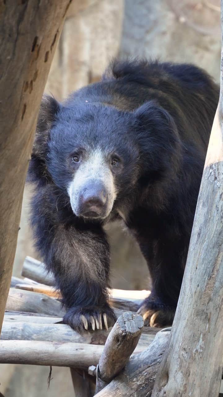 San Diego Zooのインスタグラム：「Shaggy hair sloth bear derriere  It wasn’t me. Sloth bears aren’t that kind of Shaggy, but they do have some pretty intense locks. In a case of function-over-fashion, the hair protects them from termite bites and gives baby bears a way to hold onto mom as they catwalk through the grasslands and forests of South Asia.   #Shaggy #SlothBear #Octobear #SanDiegoZoo」