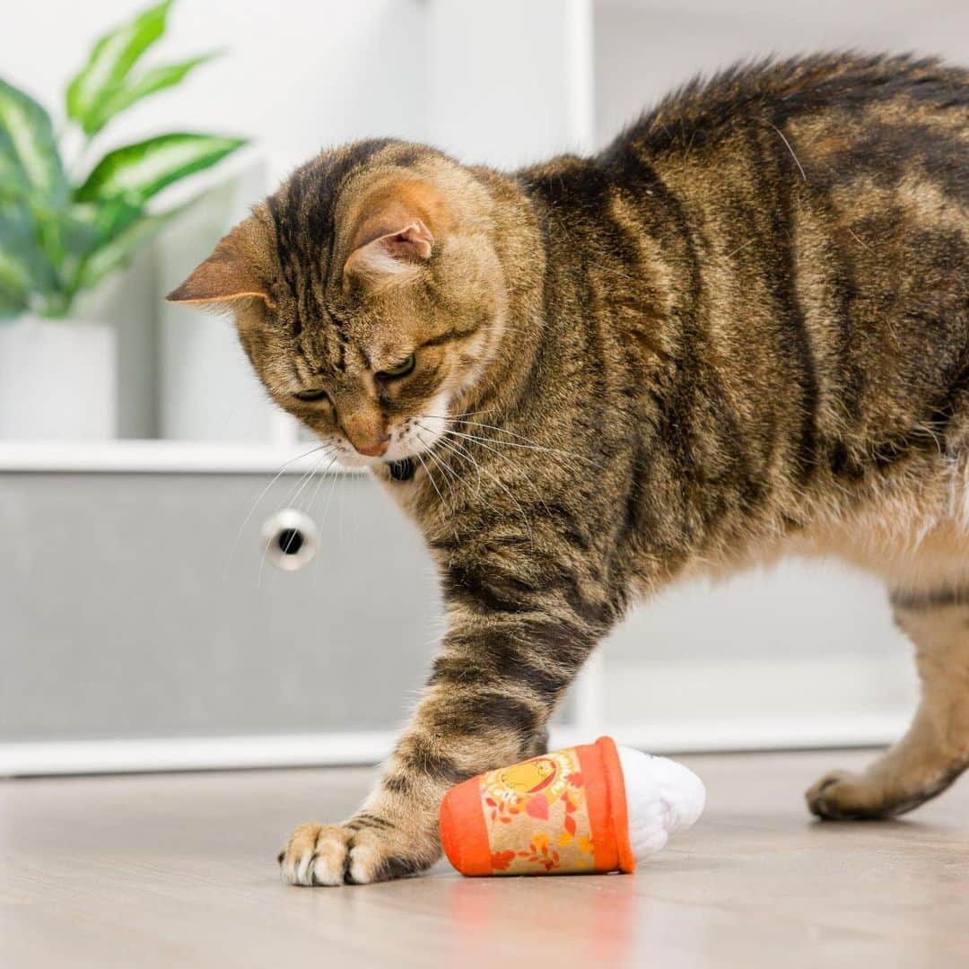 のインスタグラム：「Cheers to pumpkin spice season! 🎃☕ Claim your kitty’s plushie latte toy now through Paw Points Rewards, available only for a limited time.*  🐾 Paw Points Rewards lets you earn points on your Cat Litter, Cat Food and Treats Purchases that you can redeem for cool new rewards. Click the 🔗 in our bio to get started.  #cattoys #catparents #pumpkinspice #fallvibes #rewardsprogram #freshstep  *Not sponsored, endorsed or administered by, or associated with  Kittybelles」
