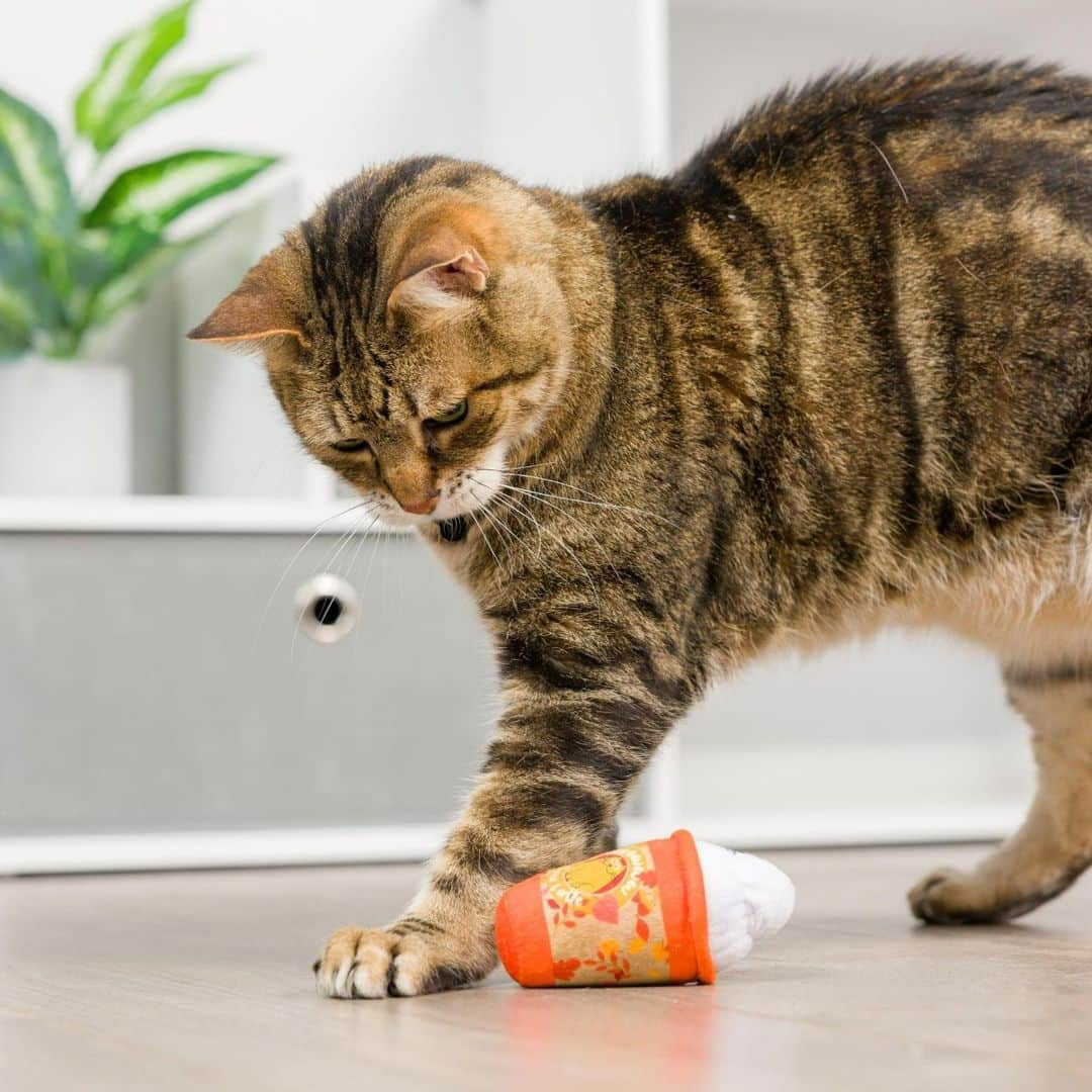 Fresh Stepのインスタグラム：「Cheers to pumpkin spice season! 🎃☕ Claim your kitty’s plushie latte toy now through Paw Points Rewards, available only for a limited time.*  🐾 Paw Points Rewards lets you earn points on your Cat Litter, Cat Food and Treats Purchases that you can redeem for cool new rewards. Click the 🔗 in our bio to get started.  #cattoys #catparents #pumpkinspice #fallvibes #rewardsprogram #freshstep  *Not sponsored, endorsed or administered by, or associated with  Kittybelles」