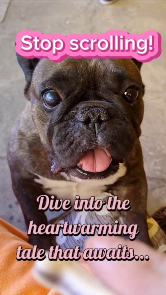 French Bulldogのインスタグラム
