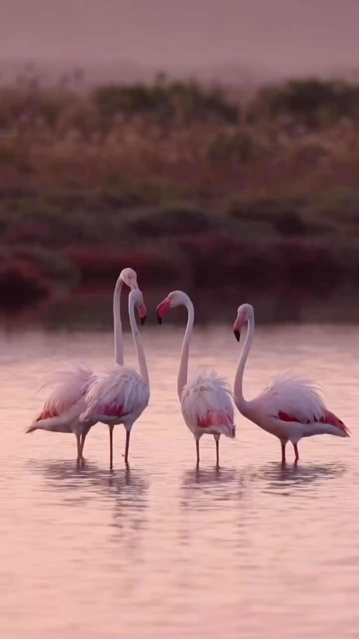 Instagramersのインスタグラム：「@igers_sardegna 🦩🦩🦩  I video di @birbi94 girati nello stagno di Porto Botte, nel territorio di Giba, nel sud ovest della Sardegna, sono tutti meravigliosi (e vi suggeriamo di andare a vederli!), ma noi abbiamo scelto questo che ci ha fatto ridere a crepapelle! 😂  ‘La battaglia dei fenicotteri’ 🦩 attendiamo i vostri commenti a riguardo! 👇😂  Best of #ioscelgolasardegna di oggi! ⠀⠀⠀⠀  ⠀⠀⠀⠀⠀ ⠀⠀⠀⠀⠀ ⠀⠀⠀⠀⠀ ⠀⠀⠀⠀⠀ ⠀⠀⠀⠀⠀ ⠀⠀⠀⠀⠀ ⠀⠀⠀⠀⠀ ⠀⠀⠀⠀⠀ ⠀⠀⠀⠀⠀ ⠀⠀⠀⠀⠀ ⠀⠀⠀⠀⠀ ⠀⠀⠀⠀⠀ ⠀⠀⠀⠀⠀ ⠀⠀⠀⠀⠀ #igersardegna #giba #portobotte #dafareinsardegna #sardegnaturismo #visitsardinia #sardegna #Sardinia #igersardegna #instagramersitalia #weareigersit #portamiinsardegna #italianlandscape #italianroamers #italytravel #viaggioinitalia #viaggiarechepassione #siviaggiare #natgeoit #raccontatisempre #fenicotteri #fenicotterorosa  #igerstube #igers」