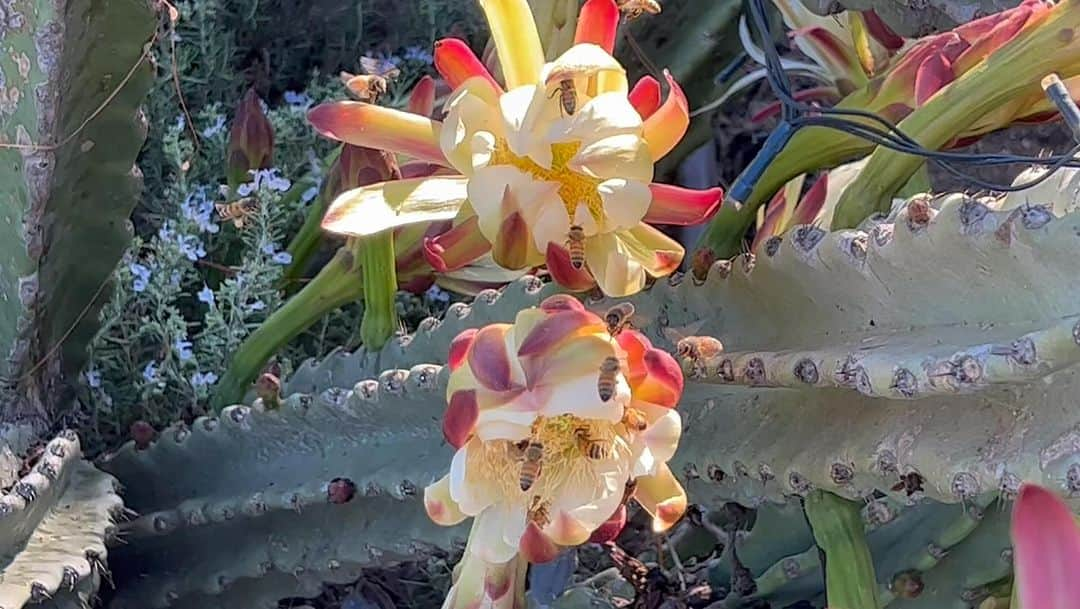 ダブのインスタグラム：「Lots of customers at the cactus flower today.」