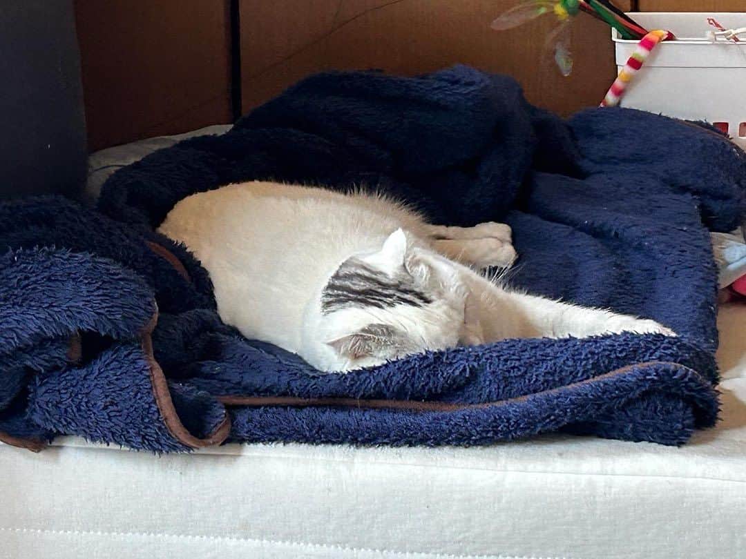 KAORUさんのインスタグラム写真 - (KAORUInstagram)「寒いですよね？ #毛布 出しました☺️  #諭吉と幸来 #ゆきさく #猫のいる暮らし」10月4日 15時32分 - yukisaku_88
