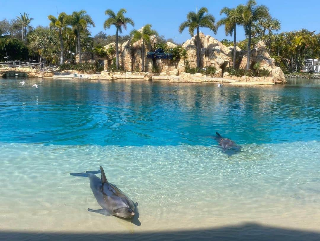 大阪ECO動物海洋専門学校さんのインスタグラム写真 - (大阪ECO動物海洋専門学校Instagram)「. 🦈🪷海外研修🇦🇺🫧 📍オーストラリア  10日間に渡る海外研修が無事終了しました！🌼 あっという間だった、、と名残惜しく思う声も上がっています🥹  とってもきれいなゴールドコーストのビーチ「SURFER PARADISE」やシーワールドのドルフィンショー、最終日のお買い物の様子までまとめてご紹介していきます✌🏼🐋✨  綺麗な景色と海外のご飯を楽しみながらお勉強できるなんて最高ですね〜❤️🏝️🍕☀️  #オーストラリア #海外研修 #大阪eco動物海洋専門学校#大阪eco #動物専門学校  #動物飼育 #動物園 #水族館 #飼育員 #ドルフィントレーナー #アクアリスト #動物看護師 #トリマー #ドッグトレーナー#動物好きと繋がりたい#犬好きと繋がりたい #動物園・水族館&テクノロジー専攻 #eco自然環境クリエーター専攻 #ペットマネジメント&ホスピタリティ専攻 #動物園・動物飼育専攻 #水族館アクアリスト専攻 #ドルフィントレーナー専攻専攻 #動物看護師専攻 #ペットトリマー&エステティシャン専攻 #ドッグトレーナー専攻」10月4日 16時02分 - osaka_eco