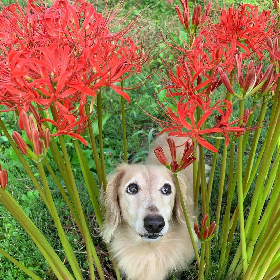 ハッチ＆ニコのインスタグラム：「Good morning 🐶🌺 おはようございます 真夏から突然秋になりましたね  #曼珠沙華 #spiderlily #カメラ嫌い同好会  #犬の生活が第一 #癒しわんこ #dachshund #ダックス #犬バカ部 #短足部 #ふわもこ部」