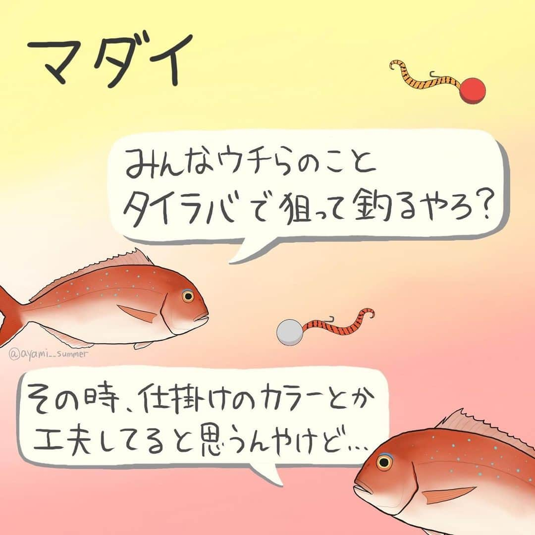 高本采実のインスタグラム：「🐟 ／ 第２回 『みんなで作ろう 4コマ水産学』！ ＼  無料魚釣りアプリ「アングラーズ」 @anglers_jp の連載企画✨ 魚図鑑にも載っていない、釣り人だけが知っている魚の生態をみなさんと一緒に解明していきます。  作品の「オチ」は釣り人のみなさんのコメントによって決定😎🔥  投稿してくださった方の中から抽選で「サイン入りアングラーズステッカー」をプレゼントします！  第2回目は「マダイ」 研究結果と釣り人の経験、どれくらい一致するのでしょうか🫣💭 みなさんのご参加お待ちしております🐟！  ■参加方法 ①無料アプリ「アングラーズ」をインストール ②アングラーズアプリ内のAyami【高本采実】の釣りトークにコメントして参加完了！ （対象の釣りトークのリンクはハイライト「みんなで作ろう4コマ水産学」から飛べます）  ■期間 10/10まで  ■ご注意 ※当選者の方にはアプリ通知で連絡致します。7日間ご連絡がない場合には取り消しとなり、再抽選となります。  参考文献 Color Sensitivitoyf Sea Bream(Chrysophrysmajor) Kazuo INA, Yoshikazu RYOHGI, and Kumi HIGASHI マダイ(Chrysophrys major)の色に対する反応性  #アングラーズ #4コマ水産学 #みんなで作ろう4コマ水産学 #マダイ #真鯛 #タイ #タイラバ #魚イラスト #海釣り #魚好き  #釣果 #釣り好き #大物ハンター #アングラー #fishinggirl #钓鱼 #高本采実 #あやみん #ayamistagram」