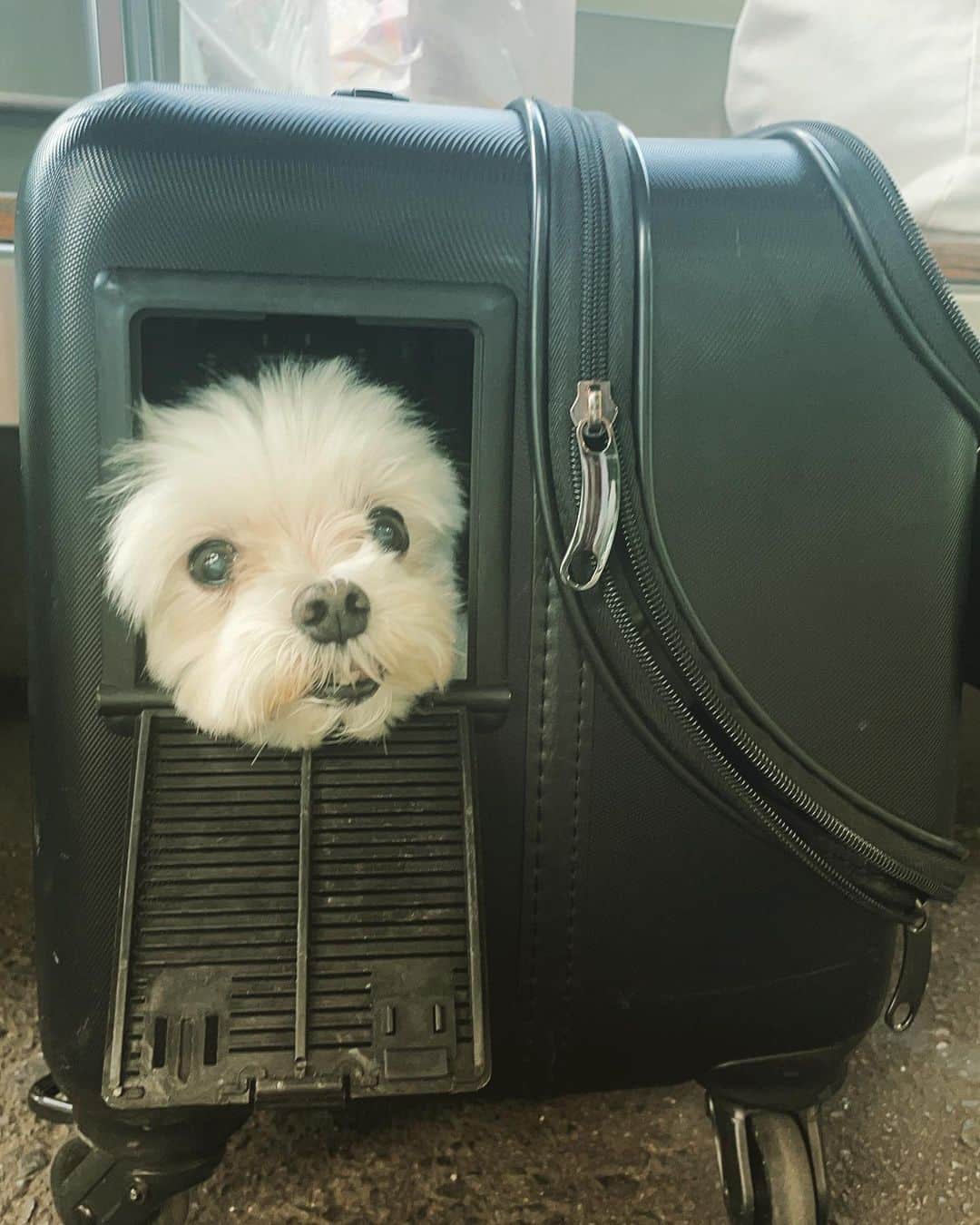 アリスのインスタグラム：「どこでも🚪🫧🫧🫧  そりゃ好きだよね🐶」