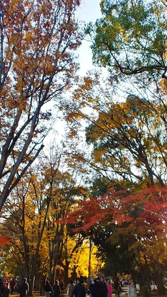 岩山立子のインスタグラム：「Early Autumn 🍂   初秋ですね ようやく痛い暑さはなくなってきたような気がします とはいえまだまだ残暑厳しいですね どうぞ夏のお疲れ出ませぬよう  御案内 11月4日（土）5日（日）に横須賀トモダチジャズ2023 が開催されます 私は5日に出演させていただきます ぜひ御越しくださいませ！  #earlyautumn  #johnnymercer  #woodyherman  #jazz #横須賀トモダチジャズ」